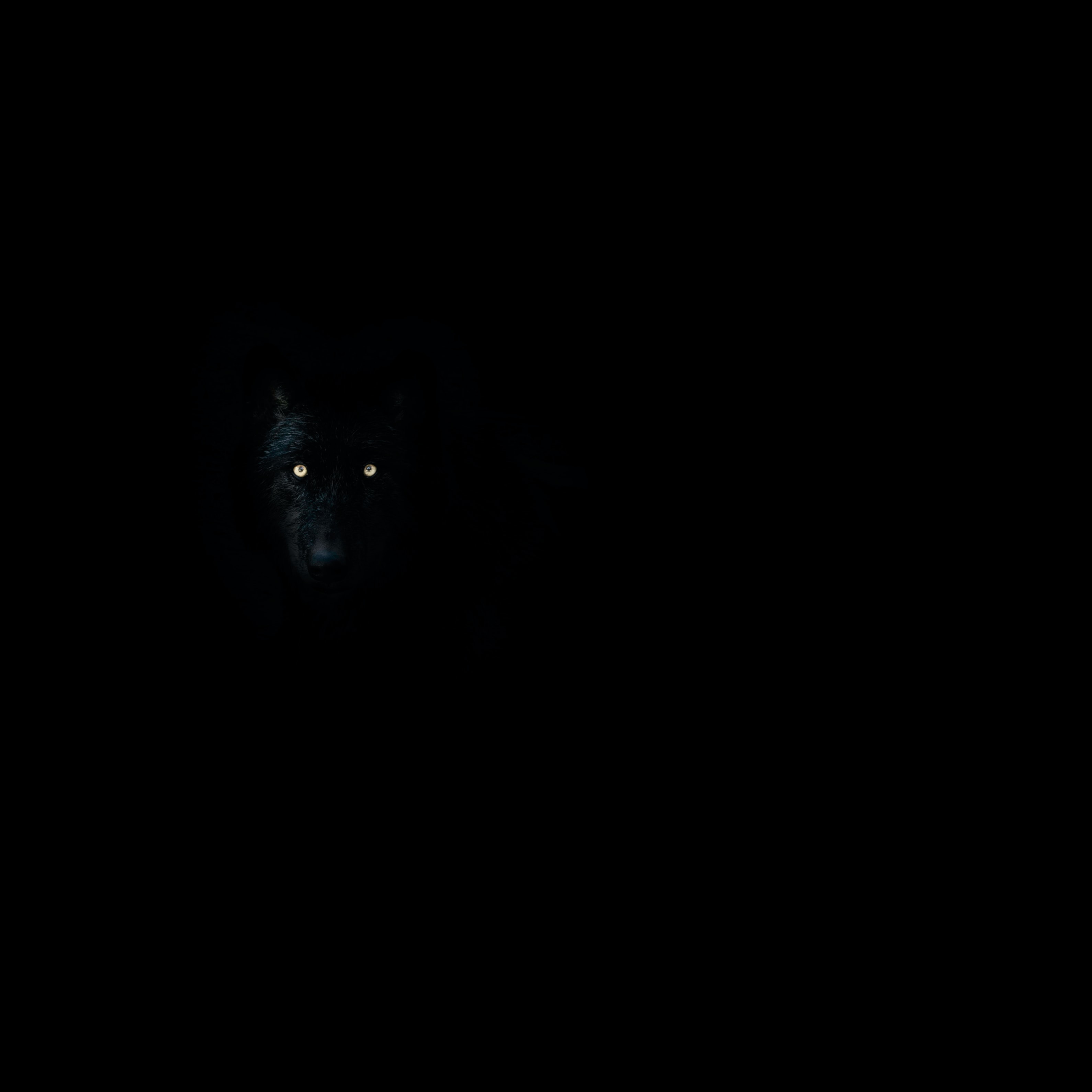 Free download wallpaper Animal, Dark, Darkness, Eyes, Wolf on your PC desktop
