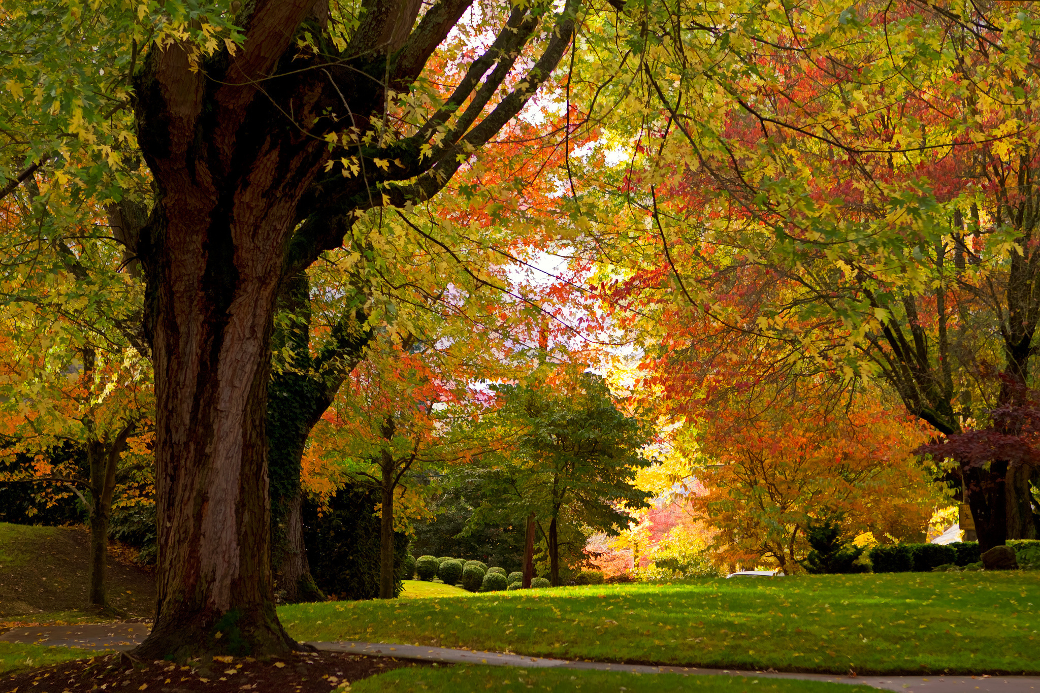 Handy-Wallpaper Herbst, Park, Baum, Fotografie kostenlos herunterladen.