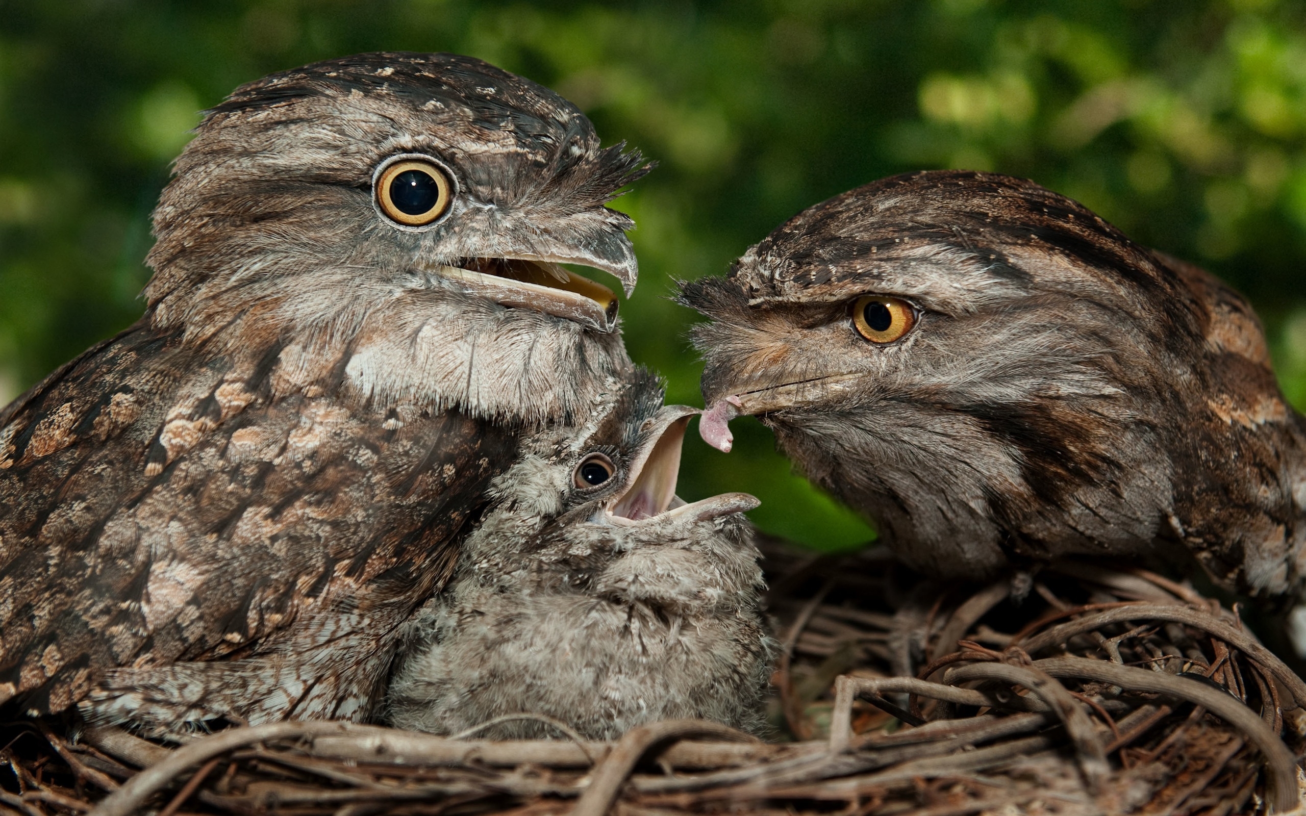 Download mobile wallpaper Tawny Frogmouth, Birds, Animal for free.