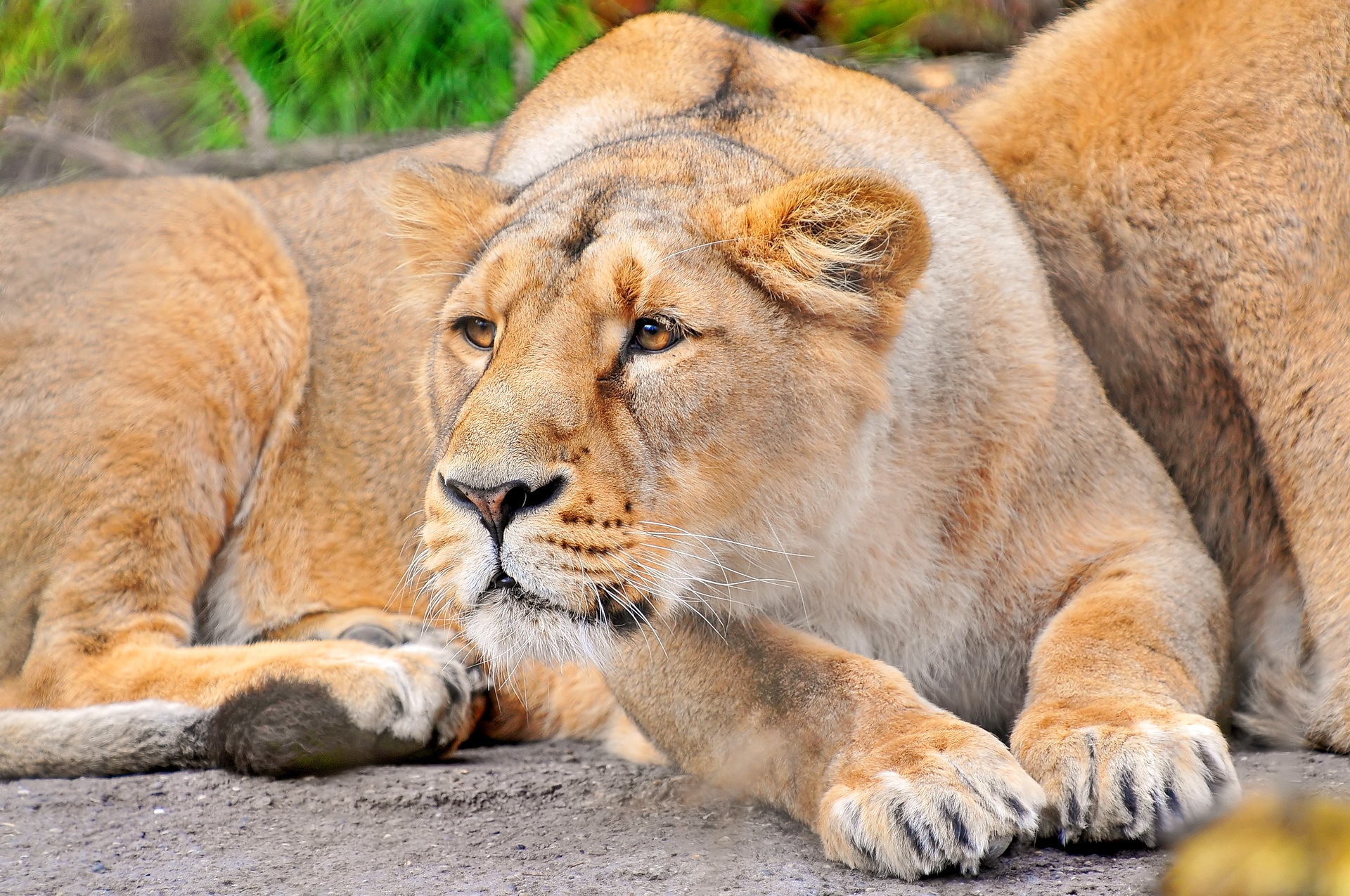 70437 скачать обои львица, животные, морда, лев, хищник - заставки и картинки бесплатно