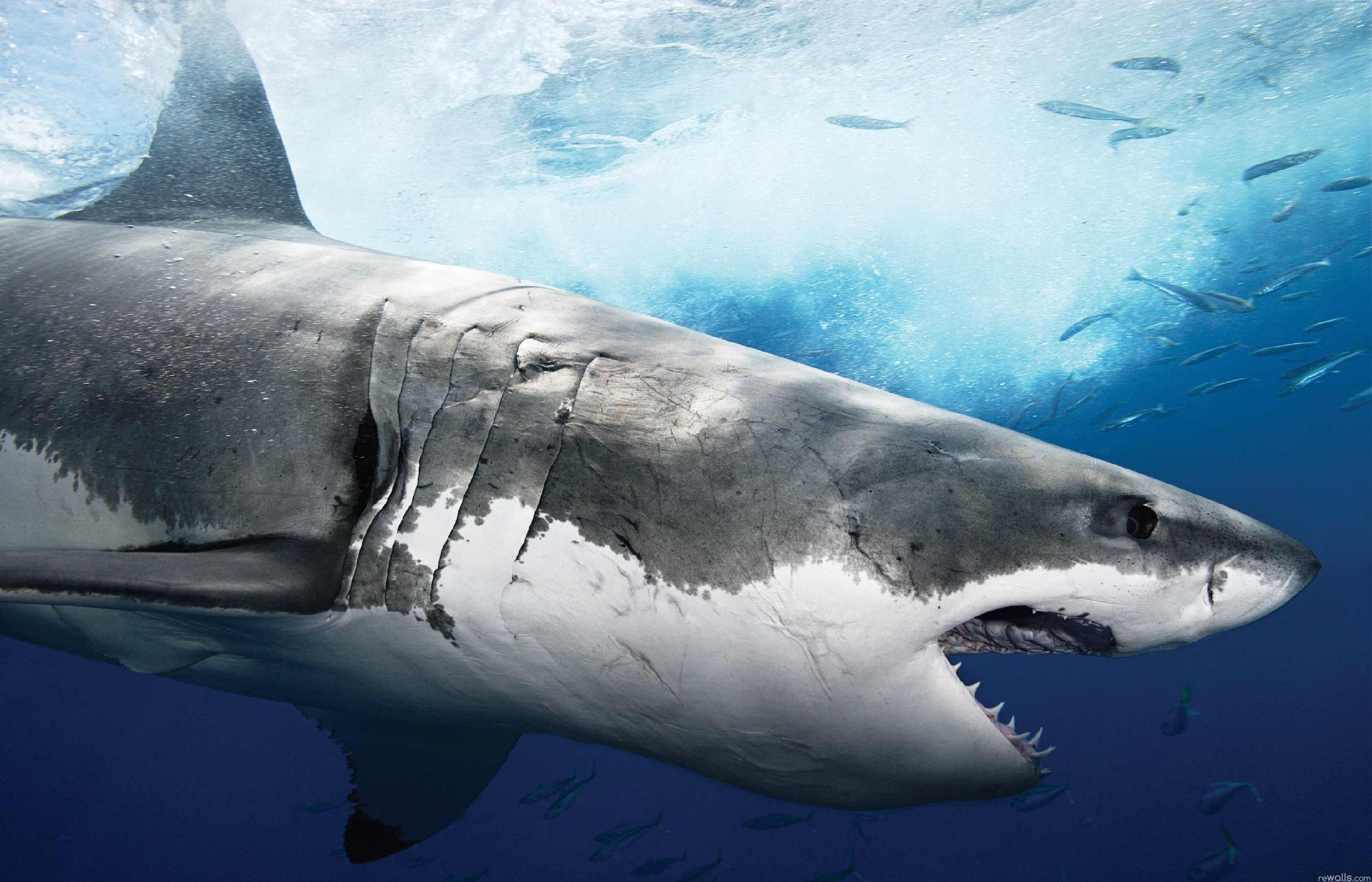 172438 baixar papel de parede animais, tubarão - protetores de tela e imagens gratuitamente