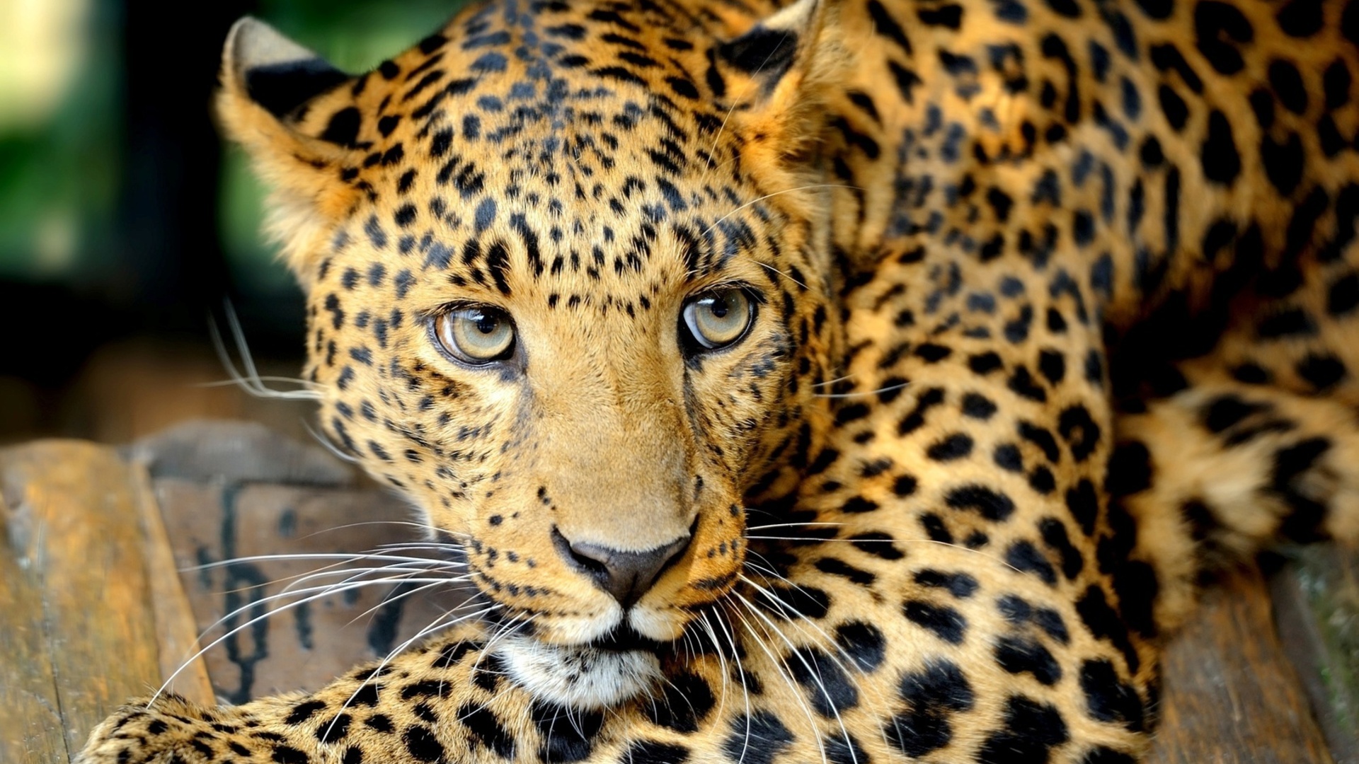 Free download wallpaper Leopard, Animal on your PC desktop