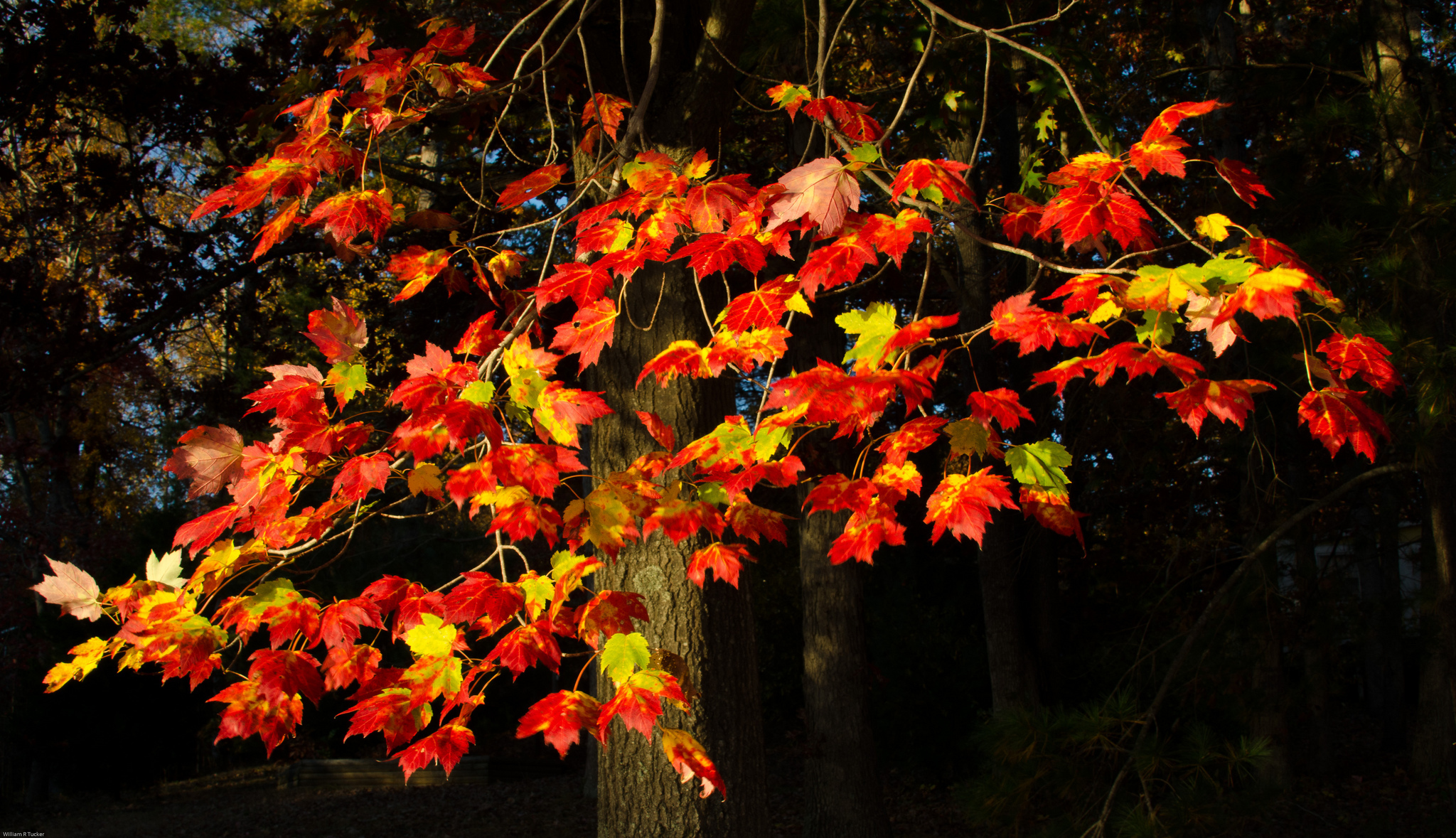 Скачать картинку Осень, Лист, Крупный План, Земля/природа в телефон бесплатно.