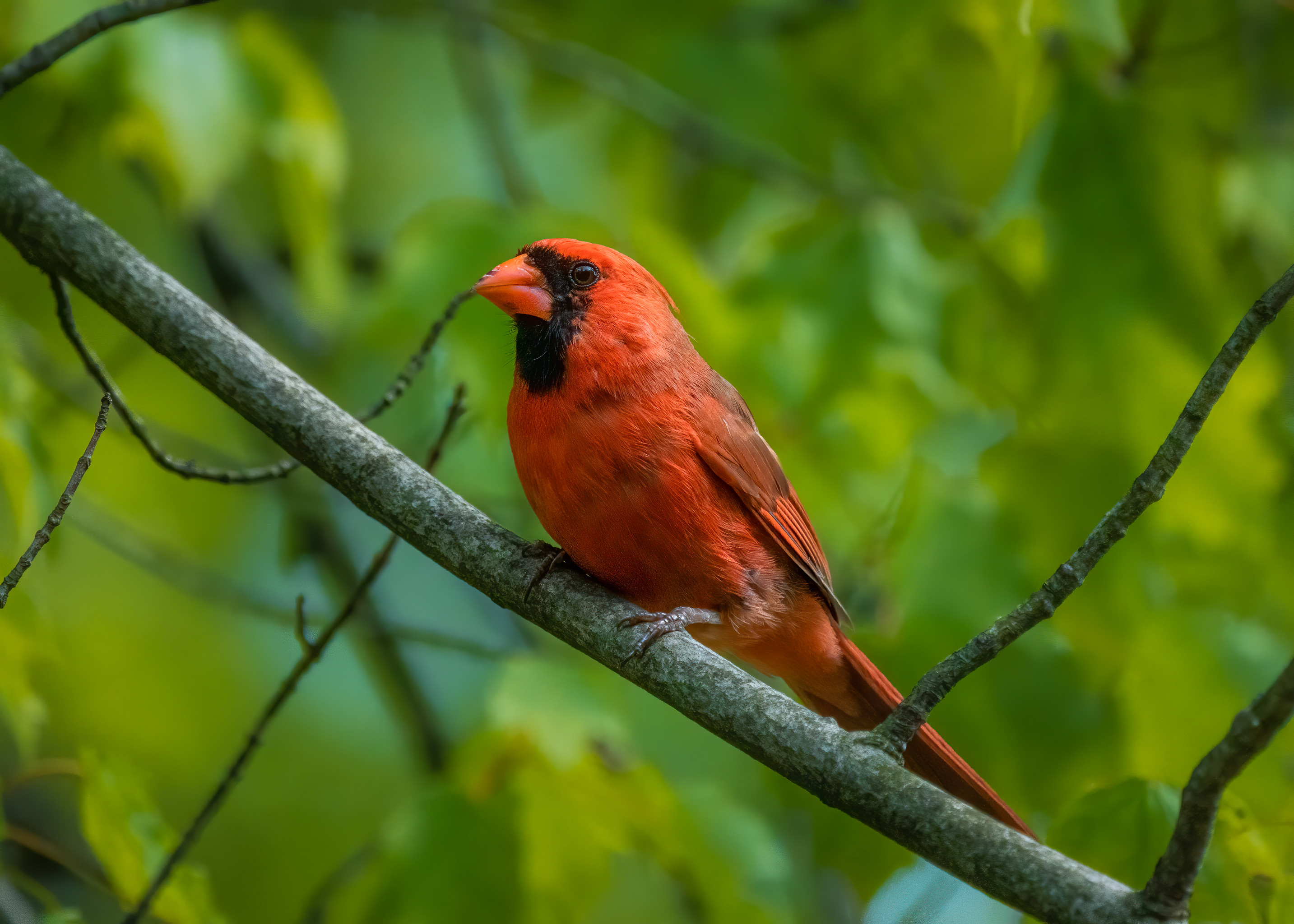 animals, bird, feather, branch, red cardinal, cardinal
