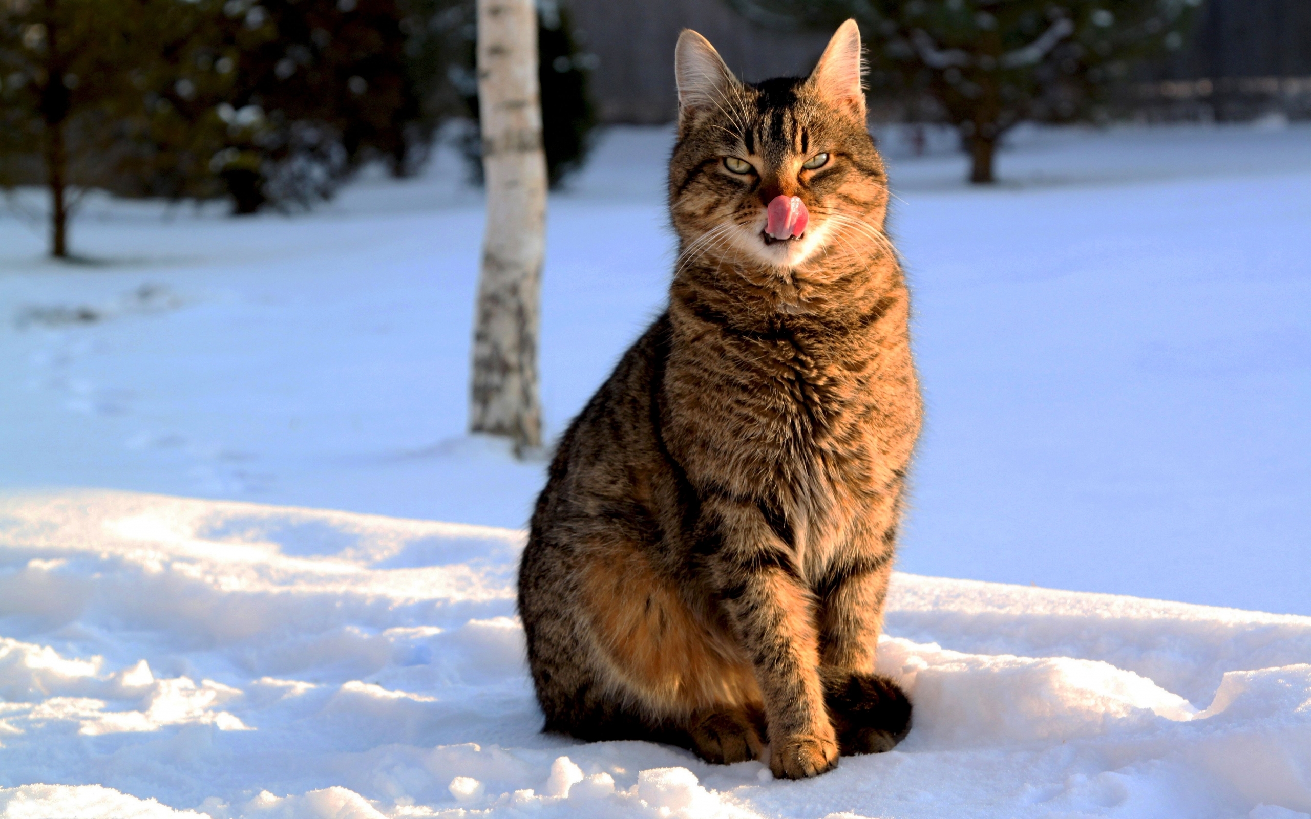 Скачать картинку Снег, Кошки (Коты Котики), Животные в телефон бесплатно.