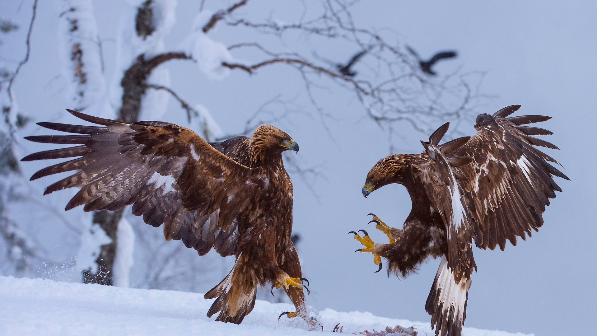 Laden Sie das Tiere, Adler-Bild kostenlos auf Ihren PC-Desktop herunter