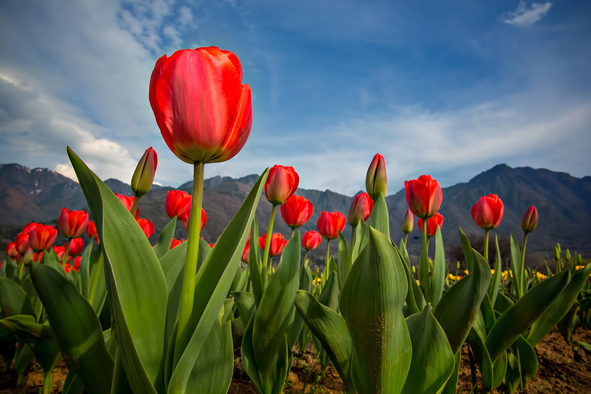 Free download wallpaper Tulip, Flowers, Earth on your PC desktop