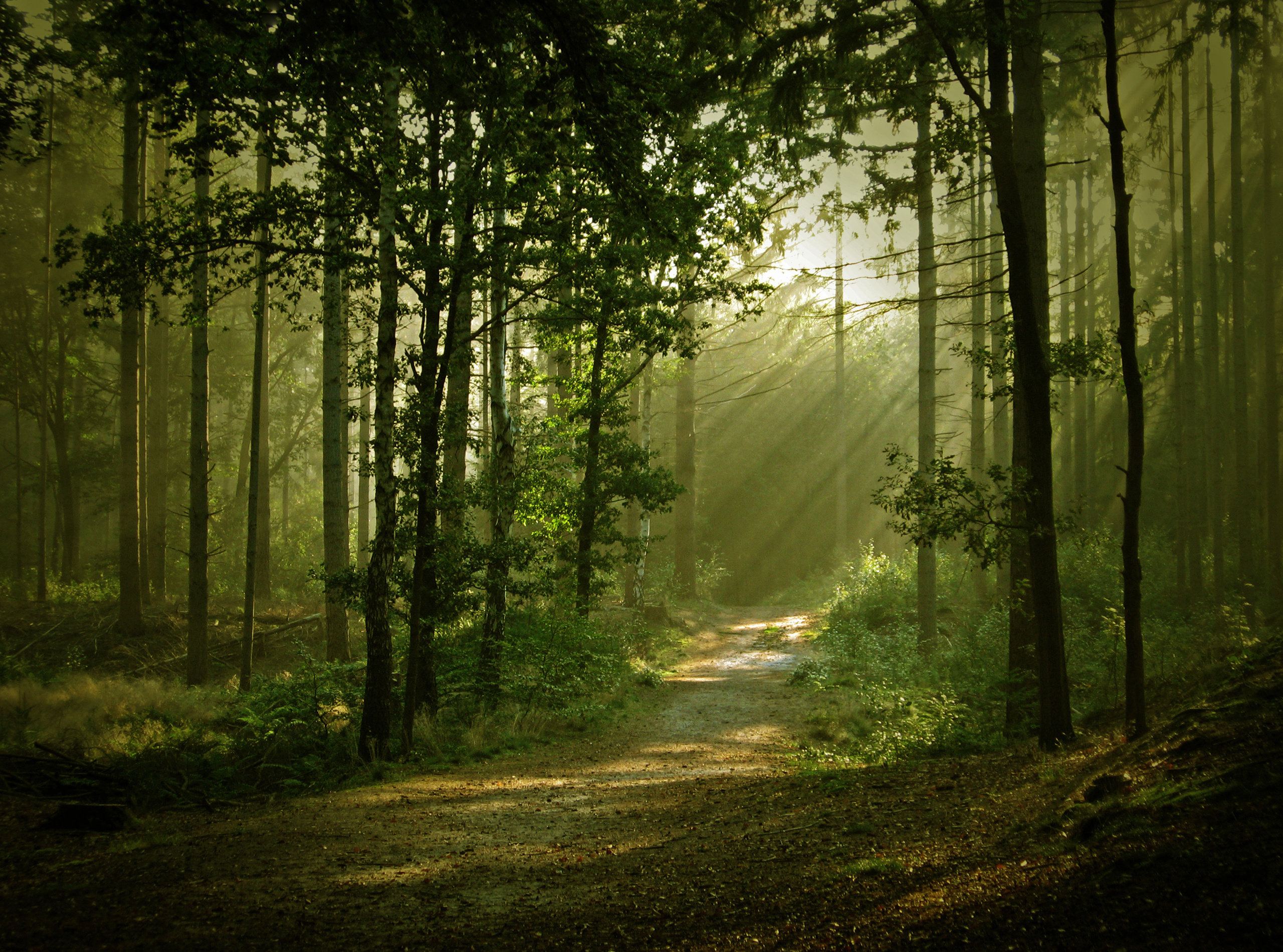 Descarga gratis la imagen Bosque, Carretera, Tierra/naturaleza en el escritorio de tu PC