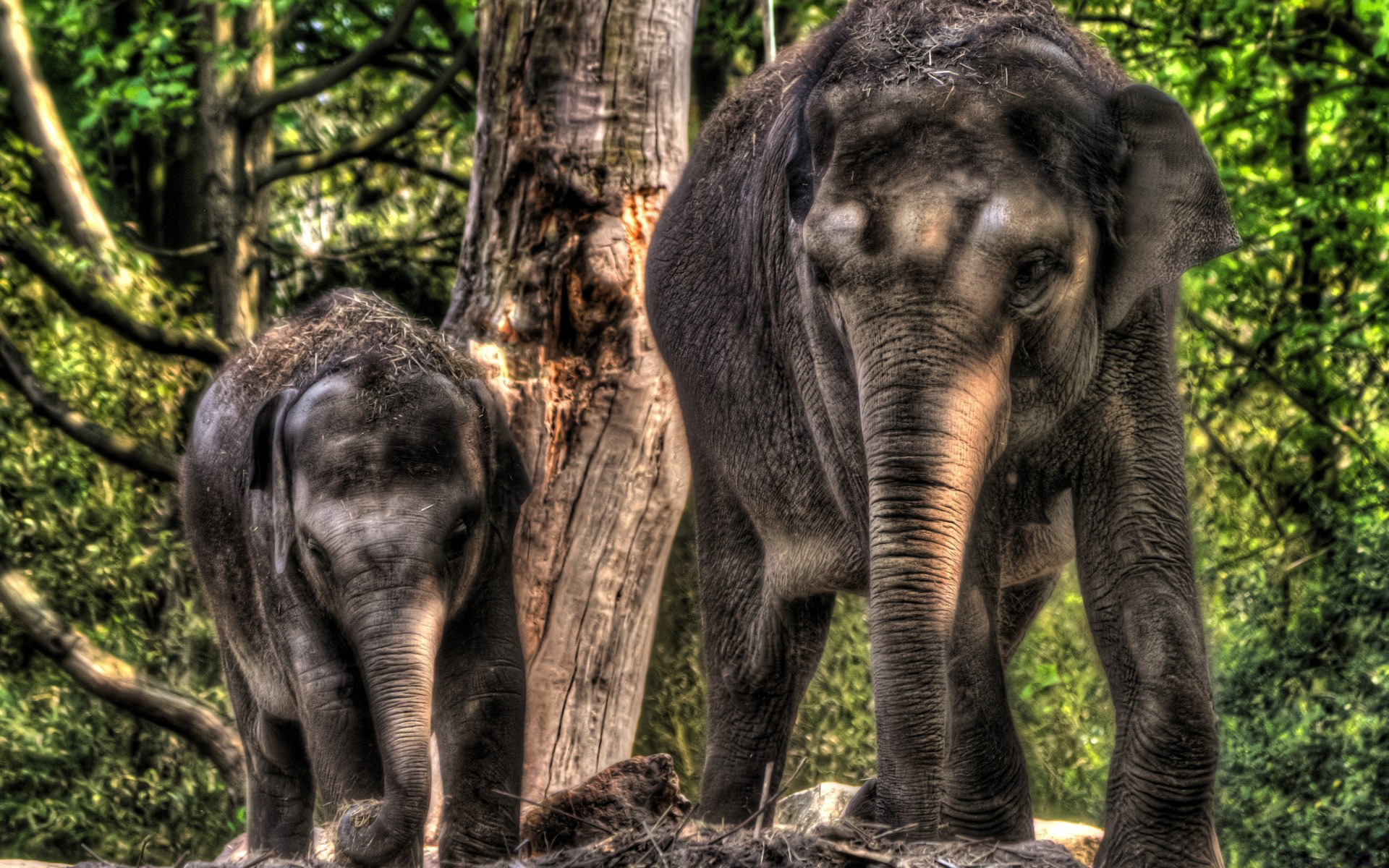 263621 télécharger le fond d'écran animaux, éléphant d'asie, éléphants - économiseurs d'écran et images gratuitement