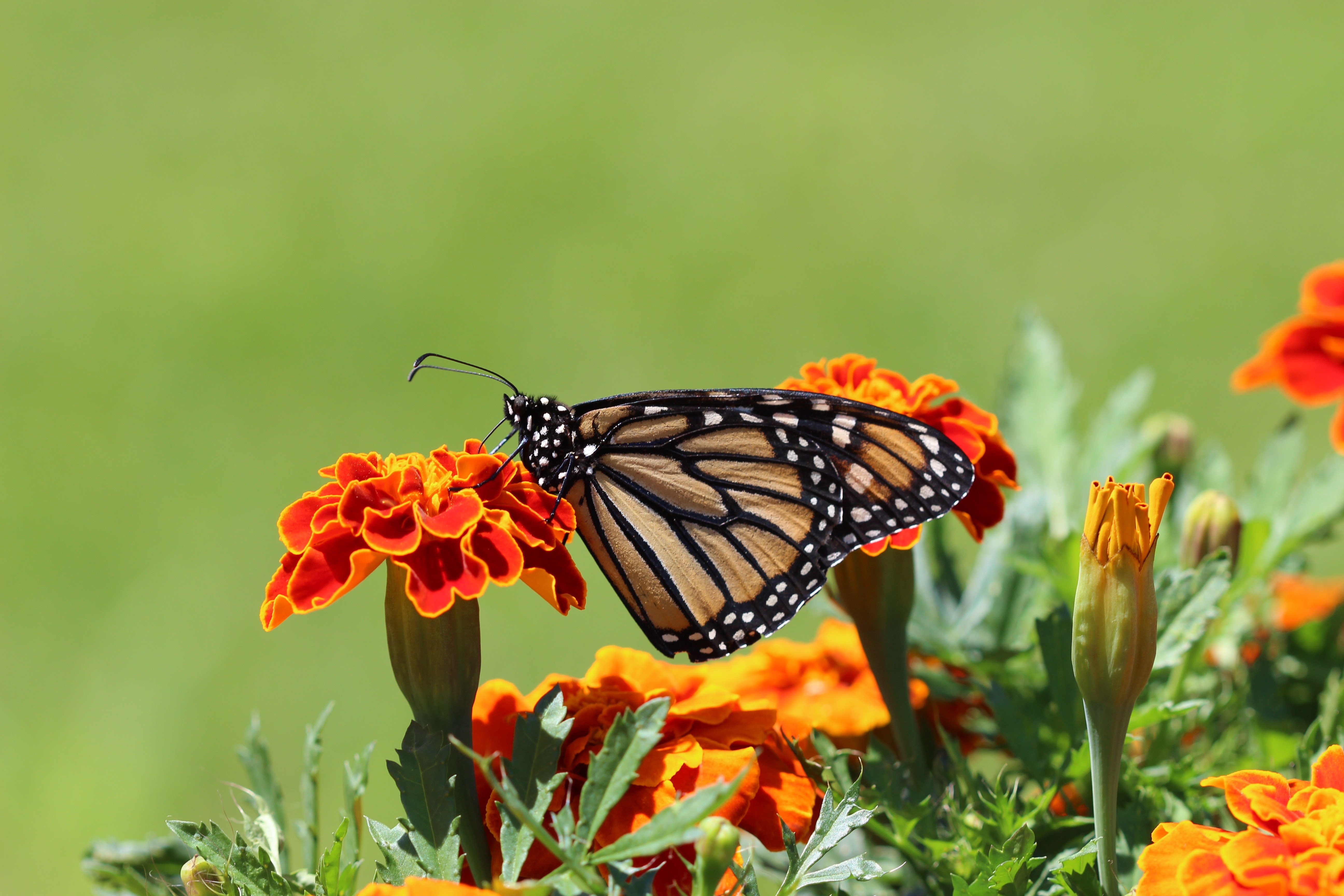 903037 завантажити картинку метелик монарх, тварина, метелик, комаха, макрос, чорнобривці, апельсинова квітка - шпалери і заставки безкоштовно