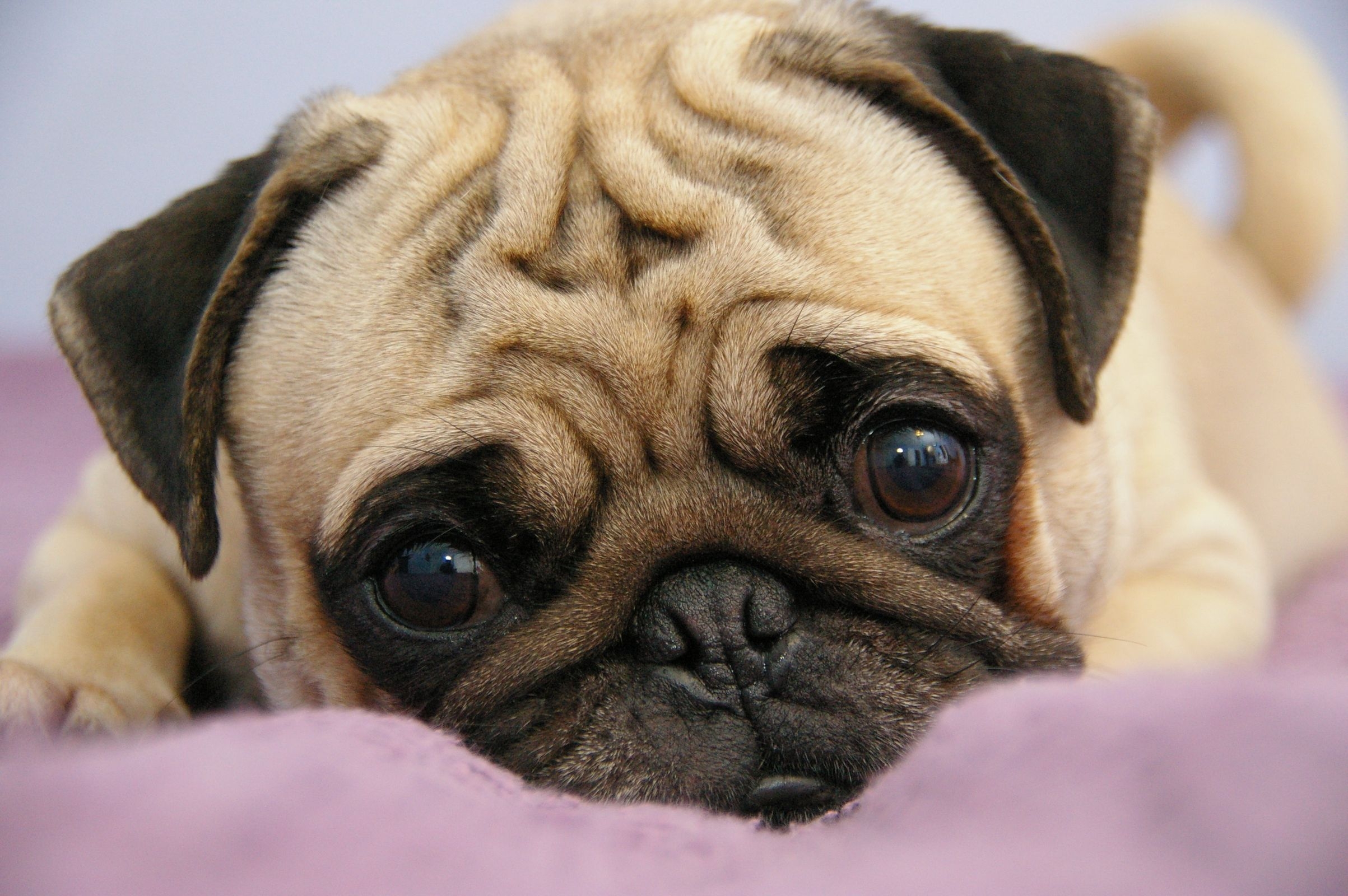Free download wallpaper To Lie Down, Lie, Muzzle, Opinion, Puppy, Pug, Sight, Animals on your PC desktop