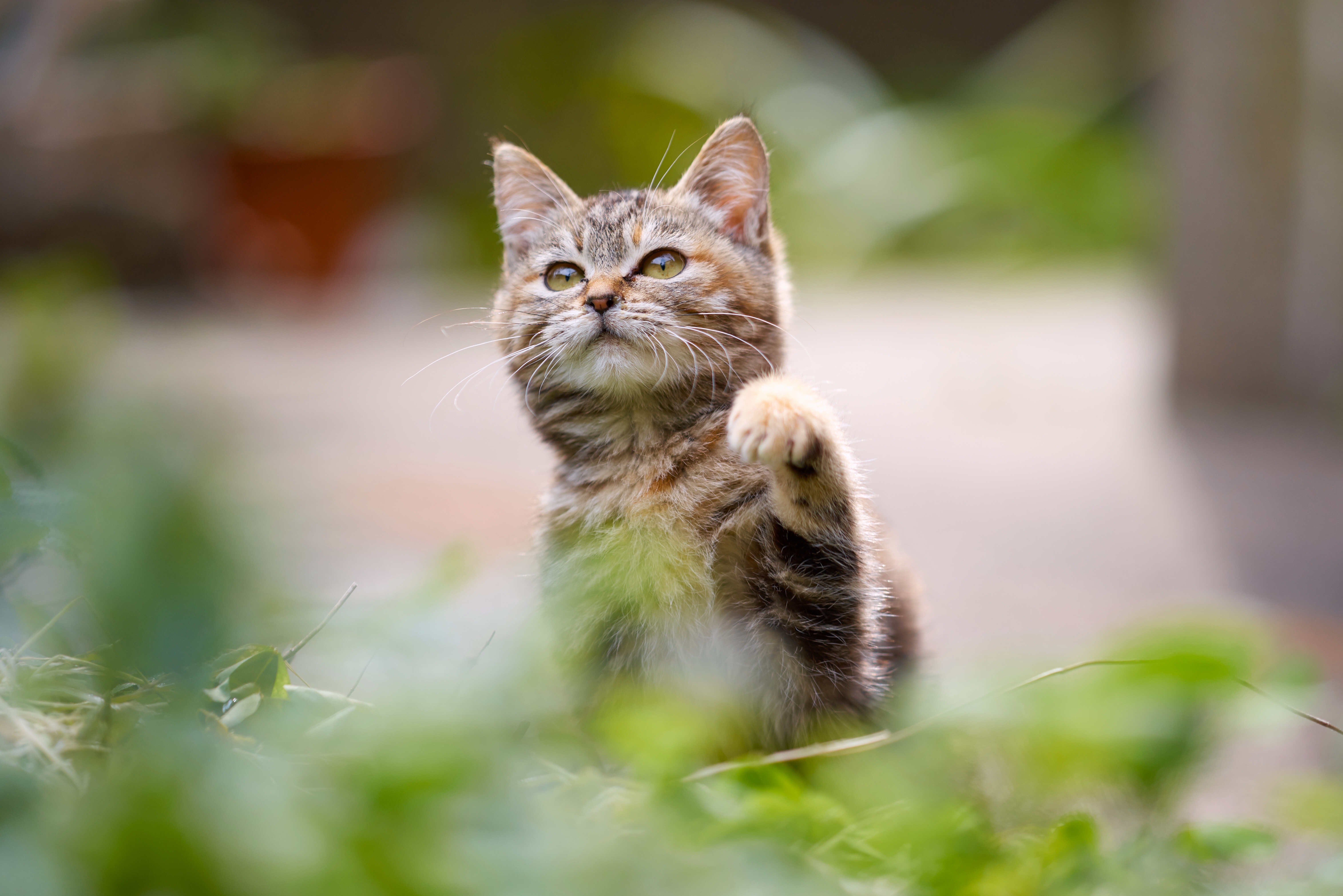 Handy-Wallpaper Tiere, Katzen, Katze, Bokeh kostenlos herunterladen.