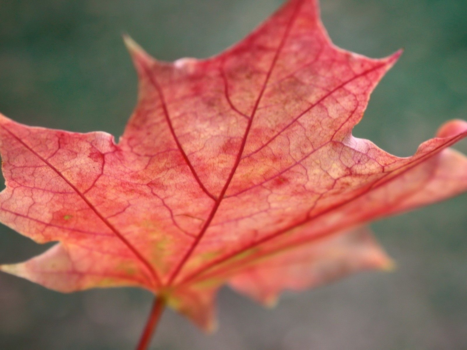 autumn, red, macro, sheet, leaf, maple, fallen Full HD