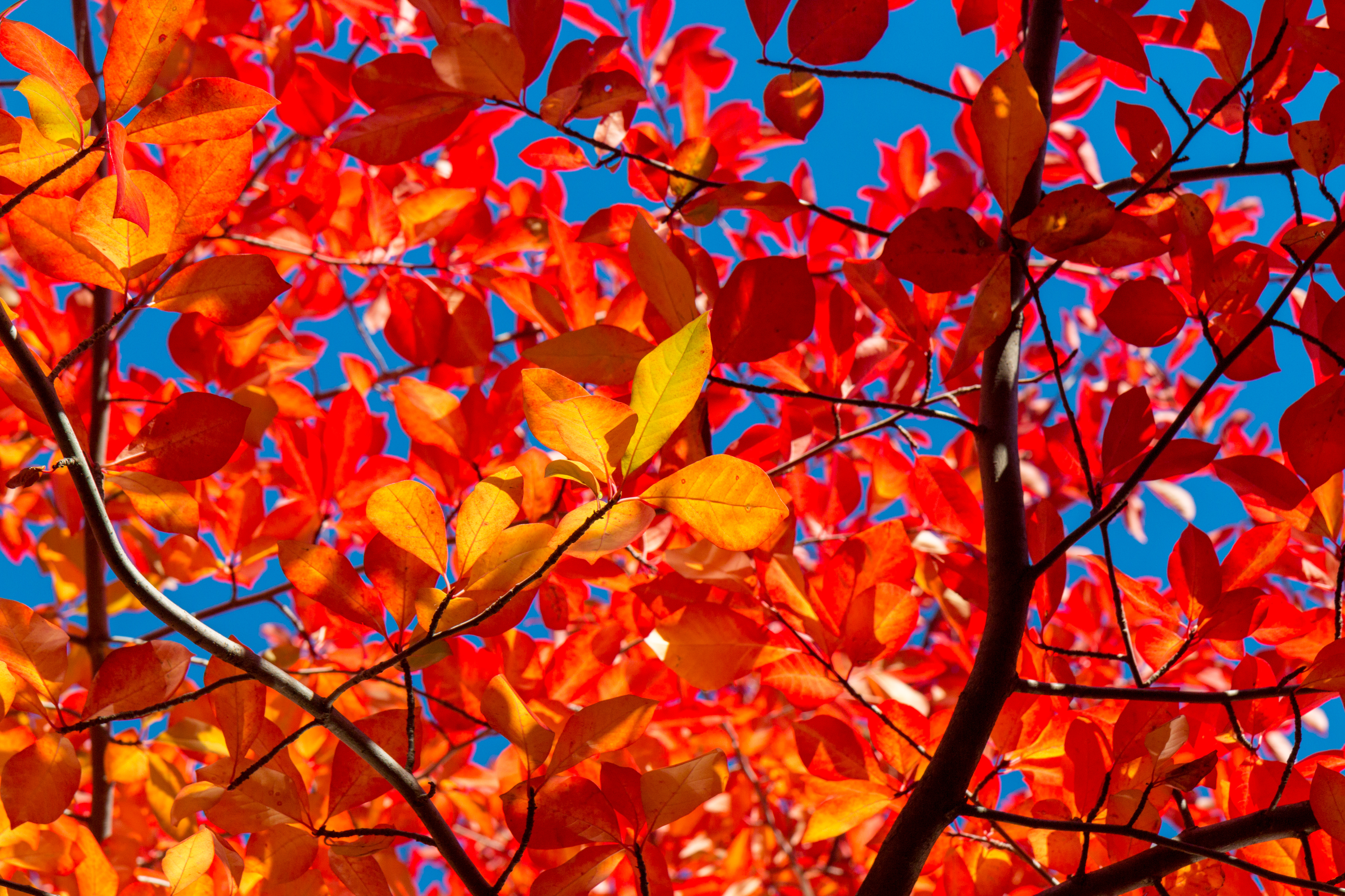 157927 télécharger l'image branches, feuilles, automne, nature, ensoleillé, solaire - fonds d'écran et économiseurs d'écran gratuits