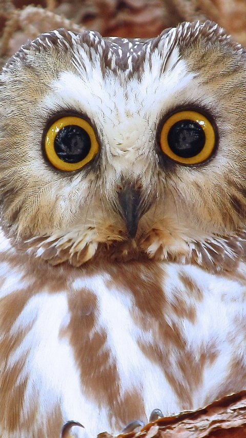 無料モバイル壁紙動物, 鳥, フクロウをダウンロードします。