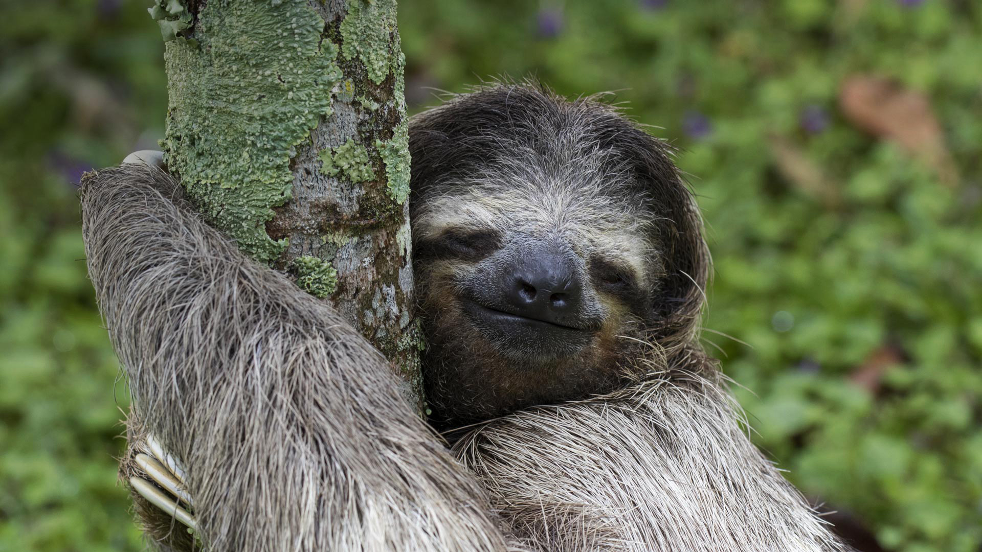 sloth, animal, smile