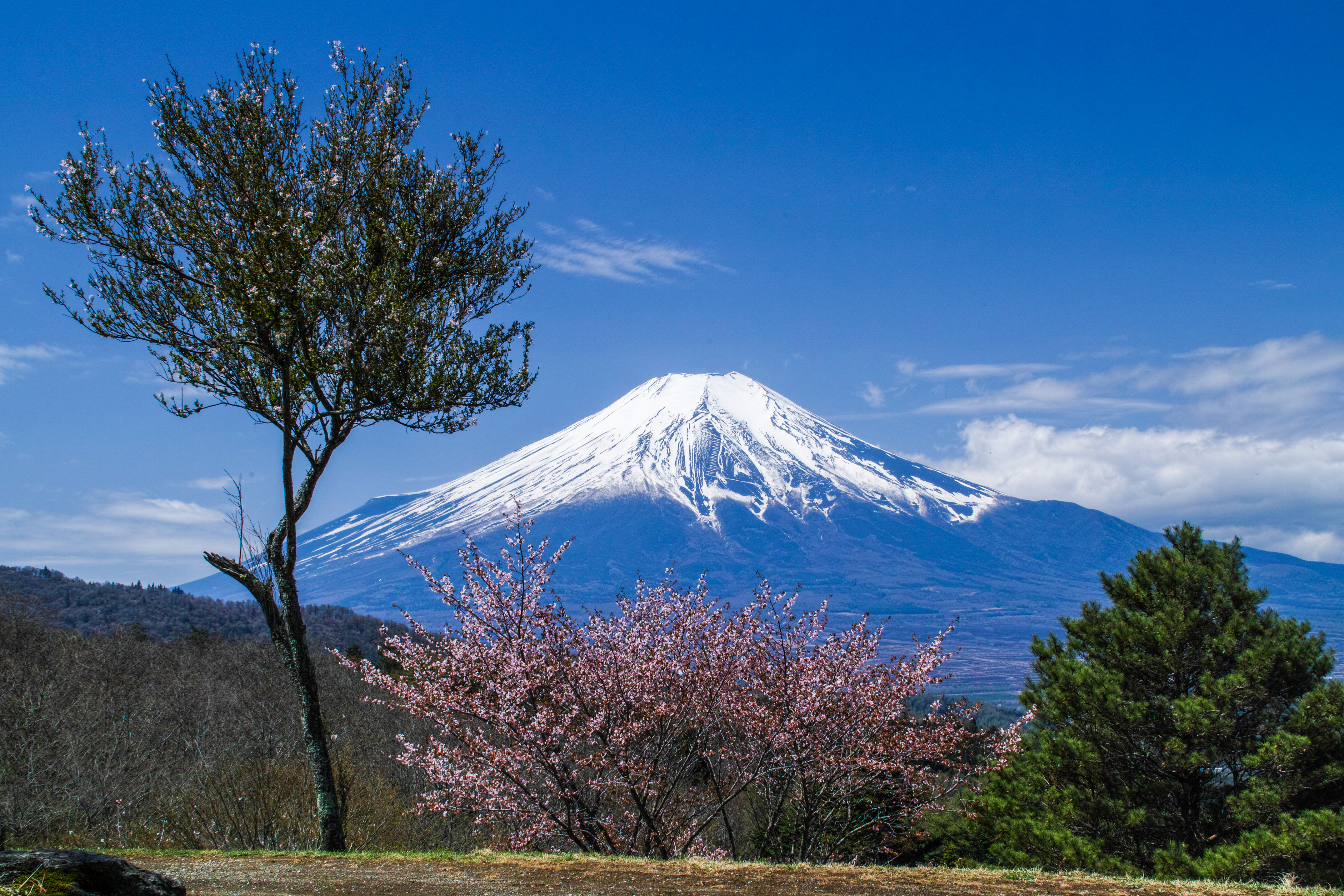 1523146壁紙のダウンロード春, 富士山, 日本, 桜, 地球, 桜の花, さくら, サミット, 火山-スクリーンセーバーと写真を無料で