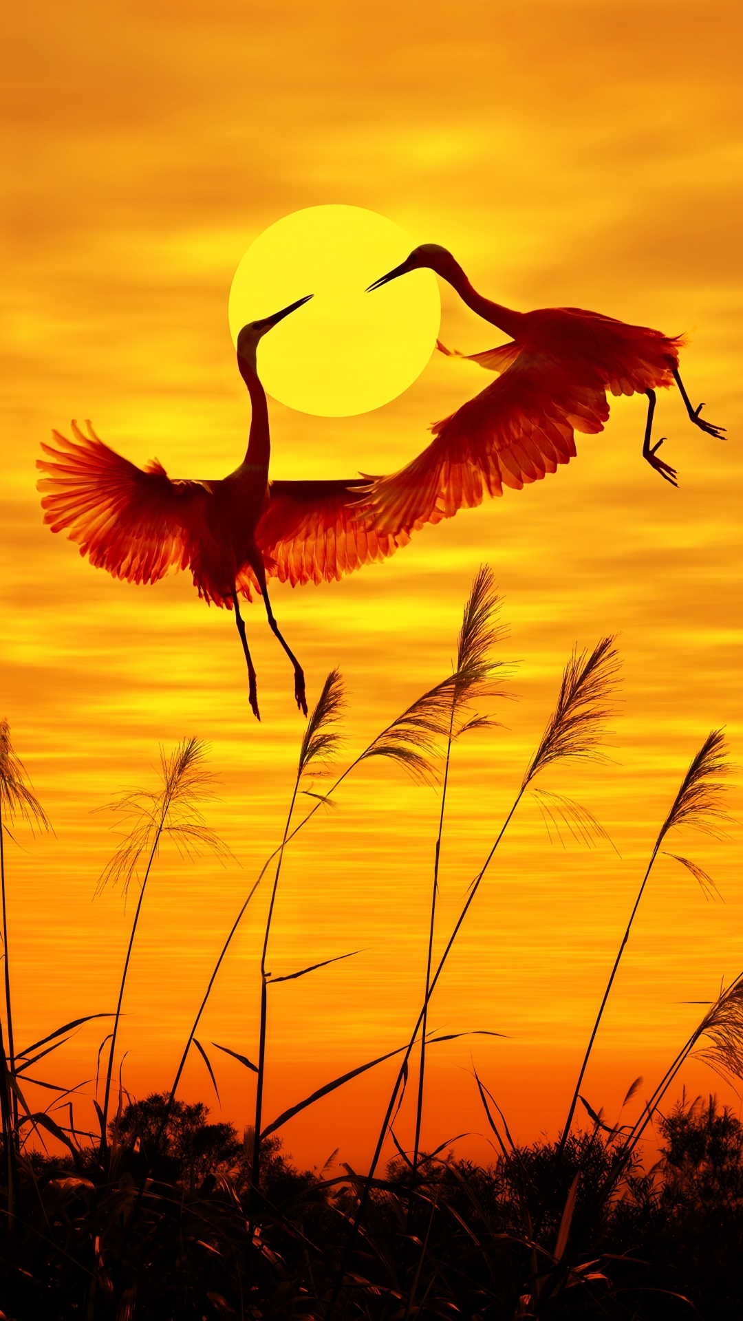 Download mobile wallpaper Birds, Sunset, Heron, Bird, Animal for free.