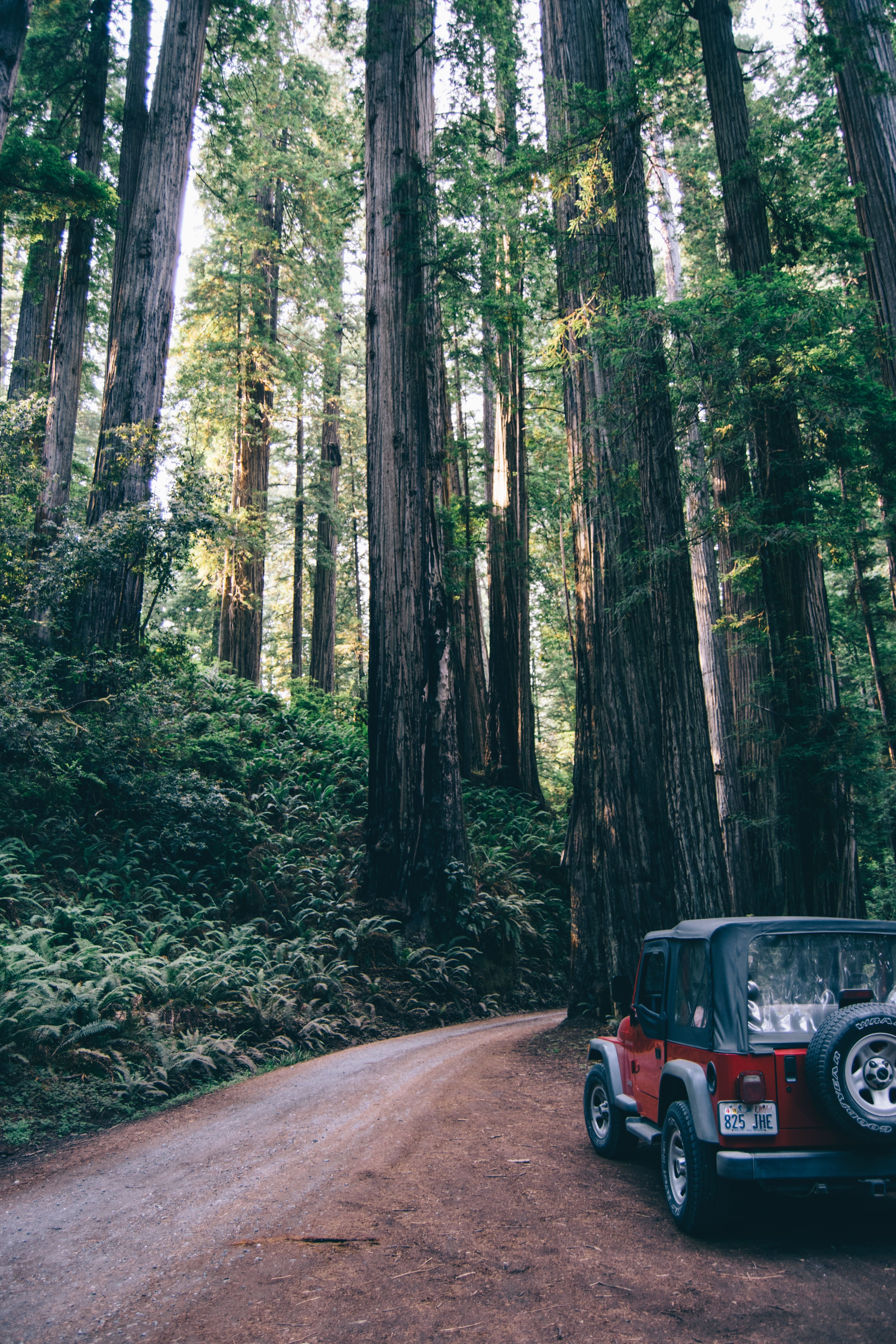 Download mobile wallpaper Trees, Cars, Forest, Road, Suv for free.