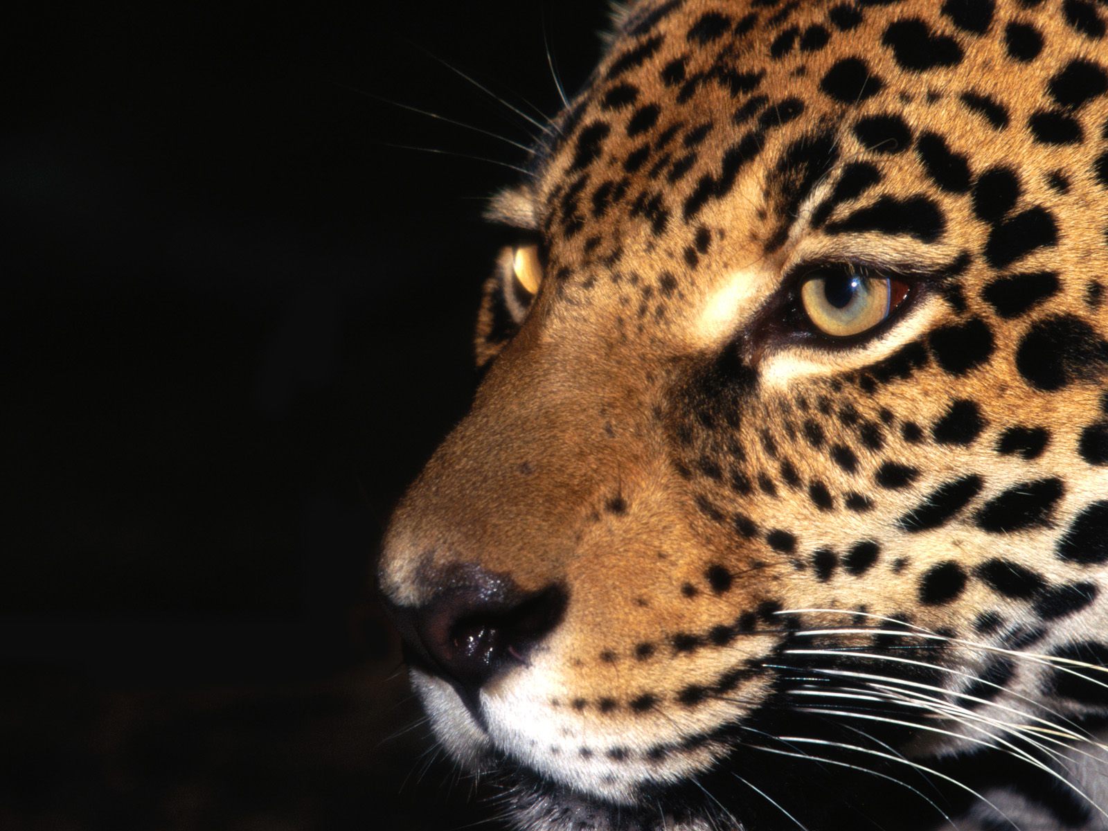 Download mobile wallpaper Cats, Jaguar, Animal for free.