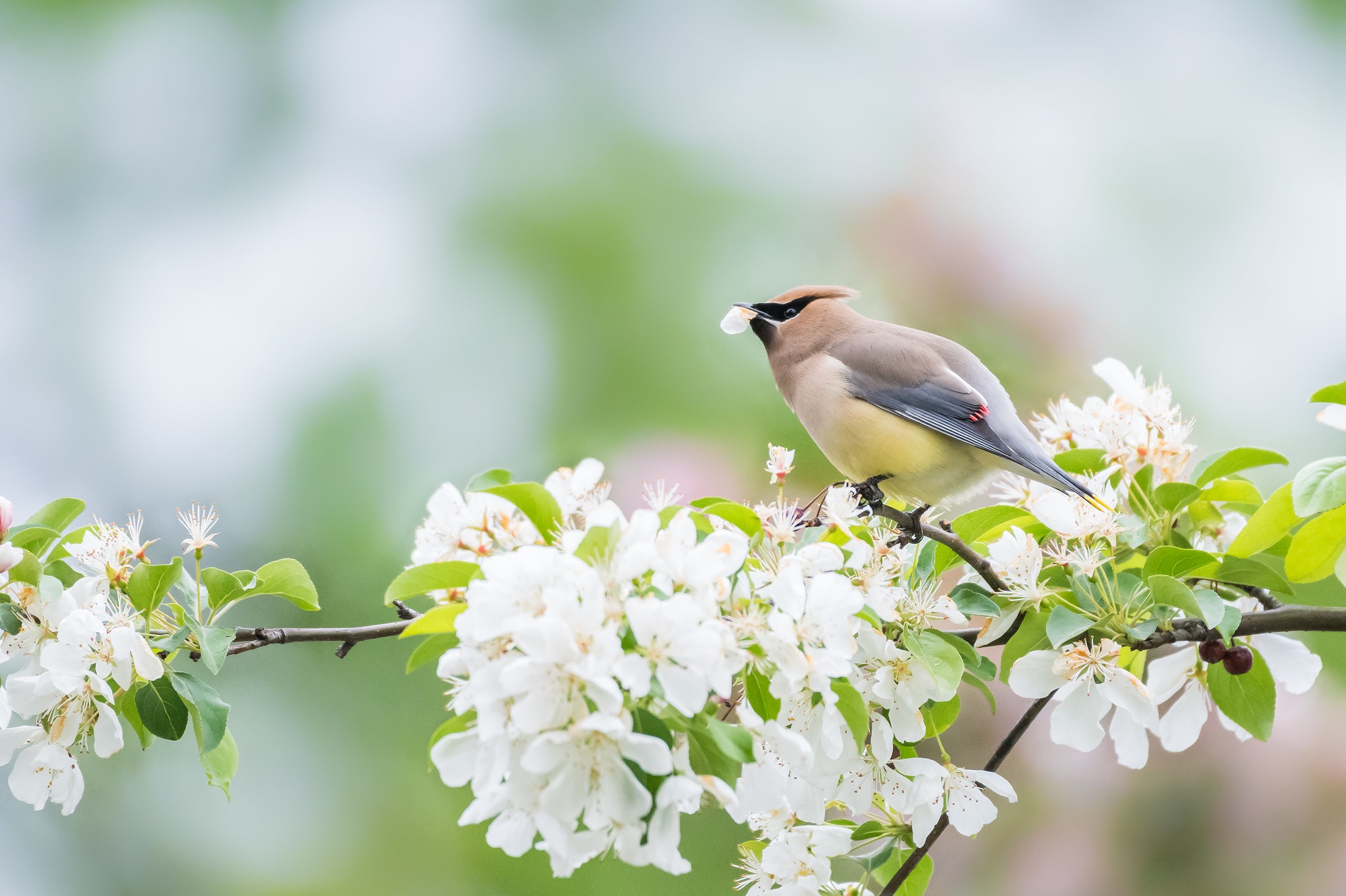 468131 descargar imagen animales, bombycilla, ave, florecer, flor blanca, aves: fondos de pantalla y protectores de pantalla gratis