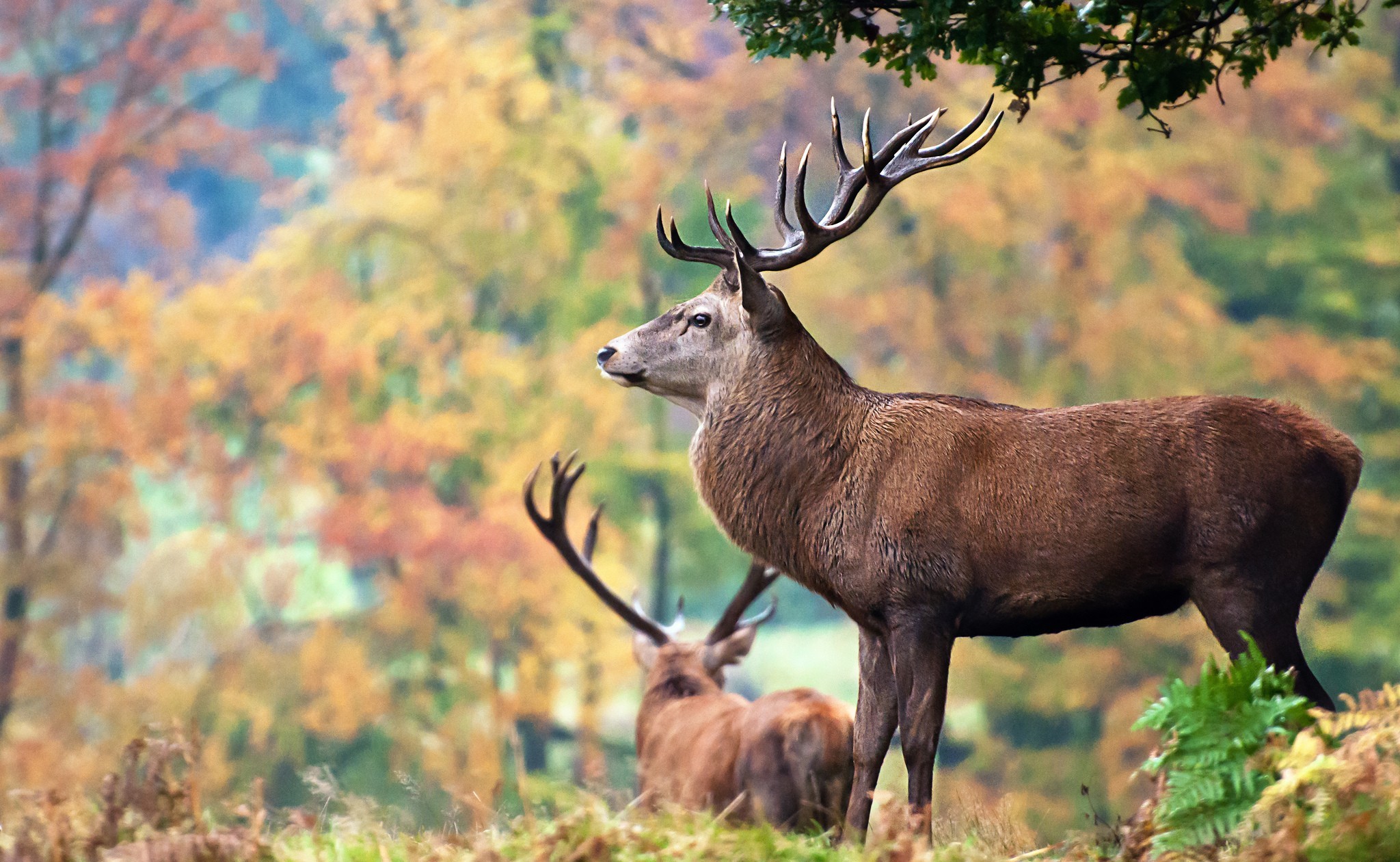PCデスクトップに動物, 鹿, 角画像を無料でダウンロード