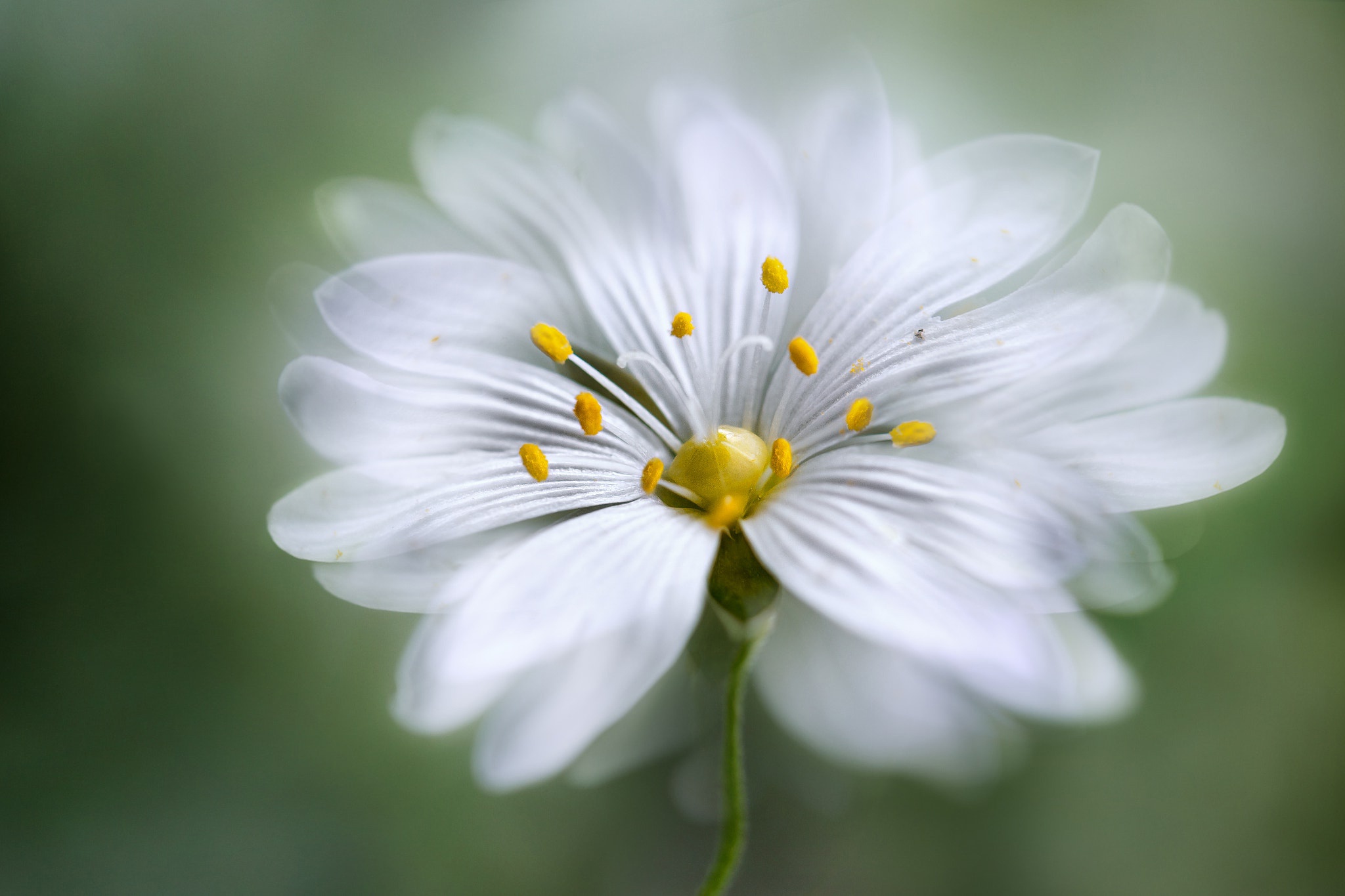 Download mobile wallpaper Flowers, Flower, Macro, Earth, White Flower for free.