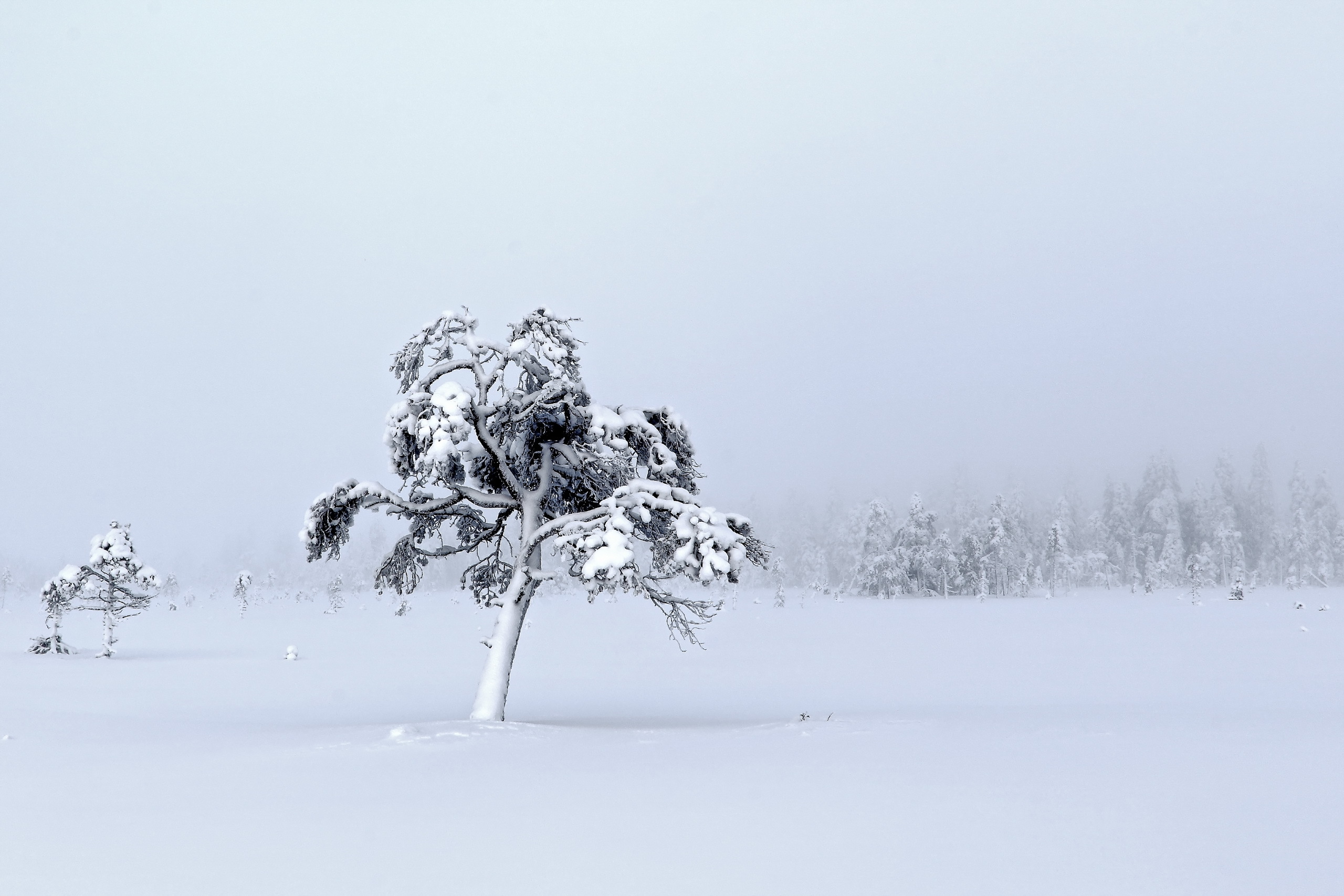 Скачать обои бесплатно Зима, Природа, Снег, Дерево, Туман, Белый, Земля/природа картинка на рабочий стол ПК