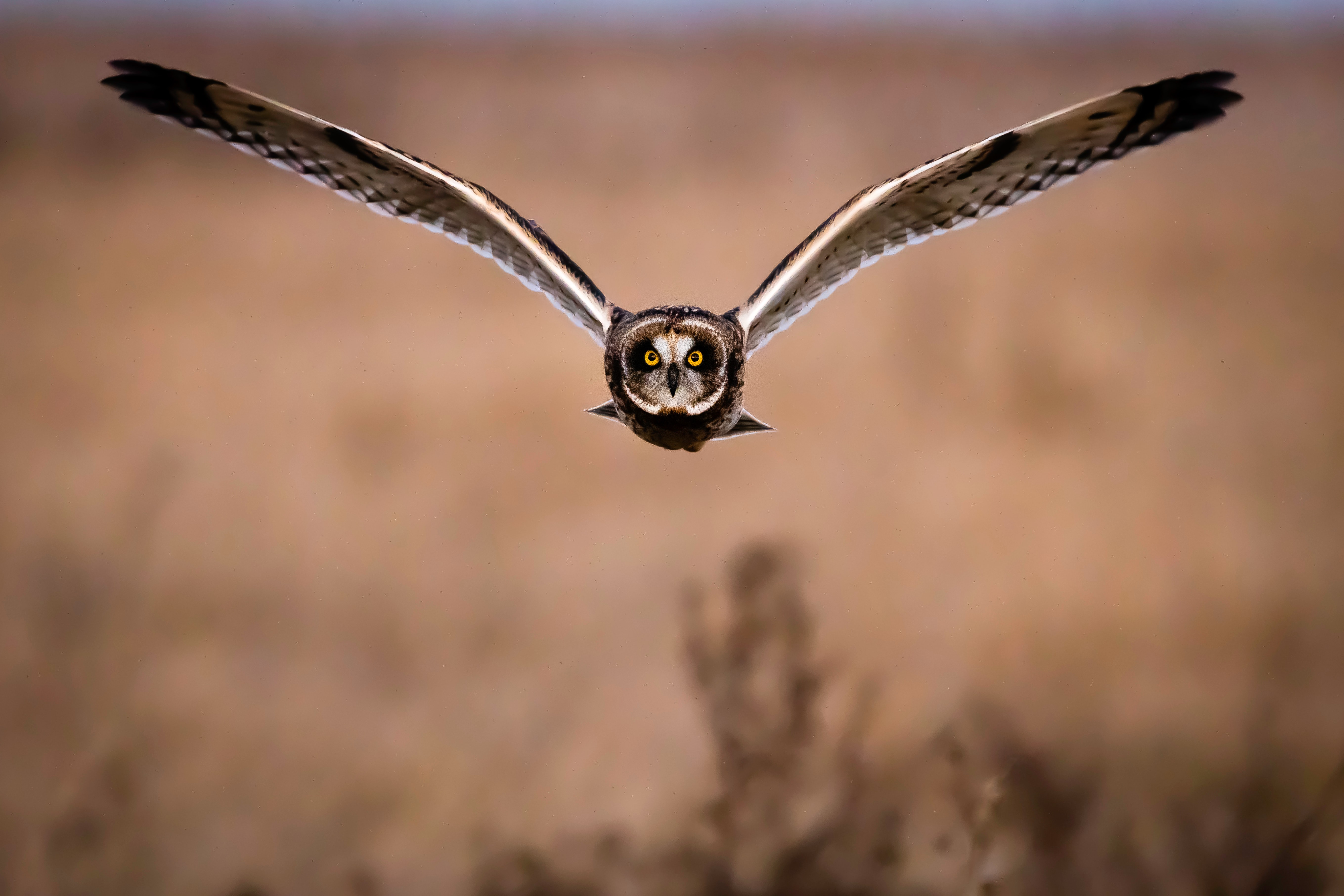 owl, animals, bird, predator, flight, wings