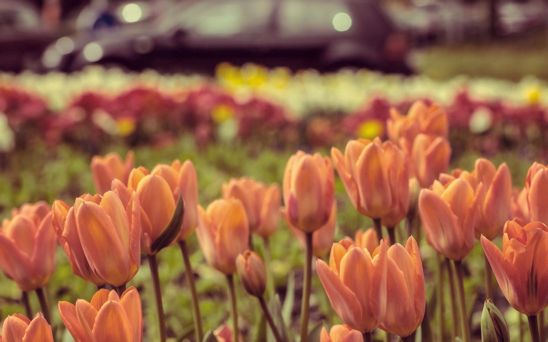 Free download wallpaper Nature, Flowers, Petals, Tulips on your PC desktop