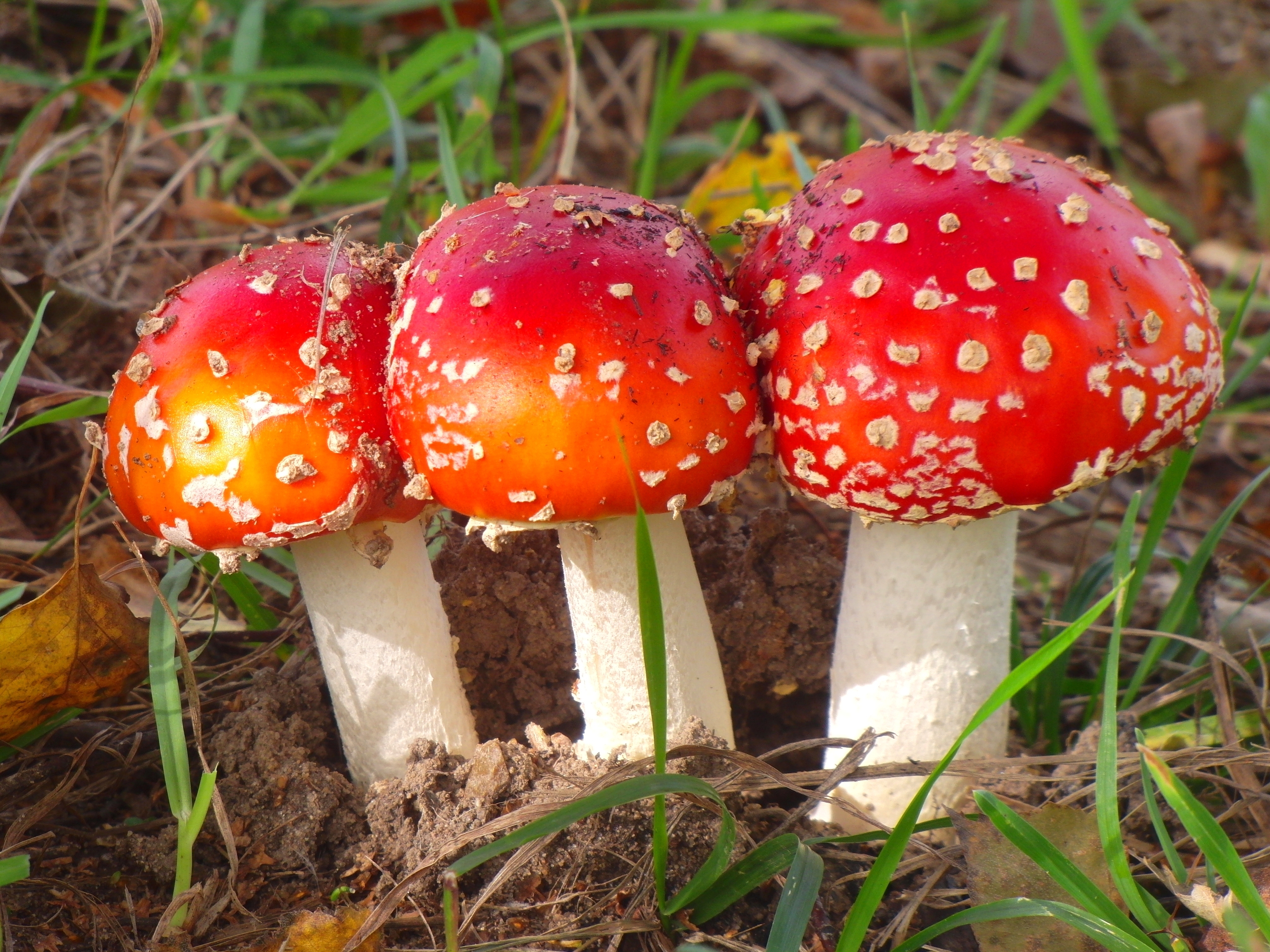 Téléchargez des papiers peints mobile Champignon, Terre/nature gratuitement.