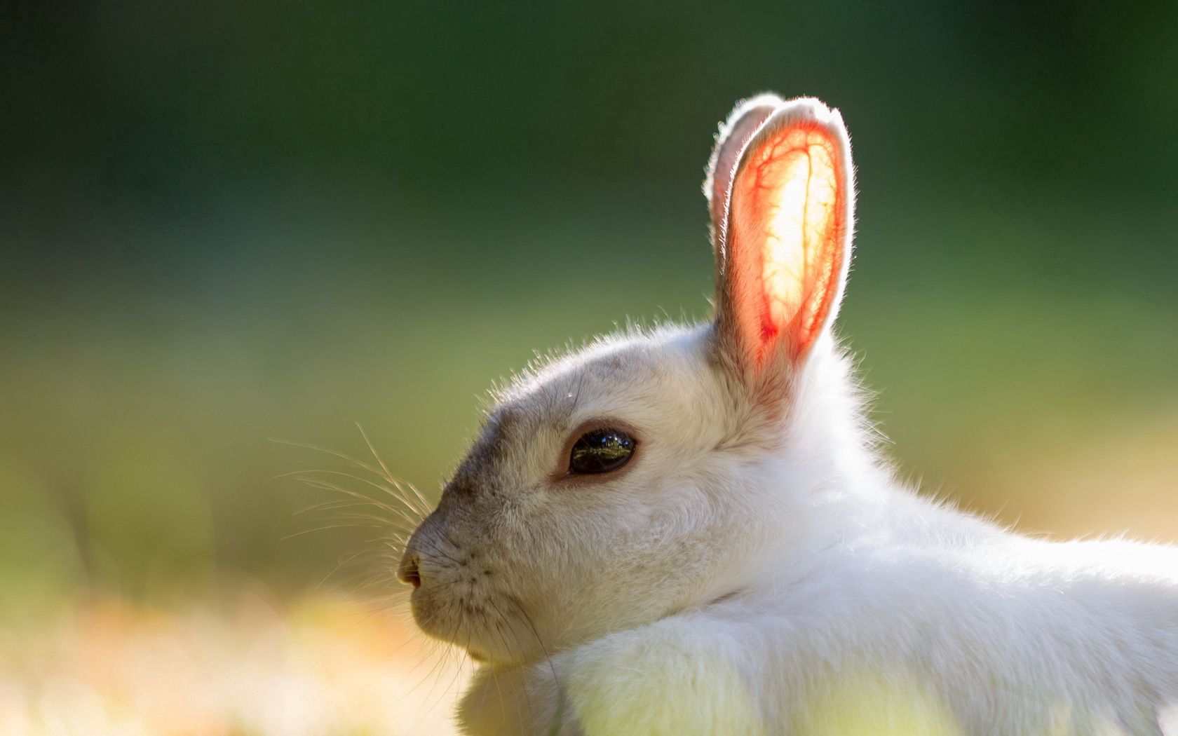 Download mobile wallpaper Animals, Summer, Background, Rabbit for free.