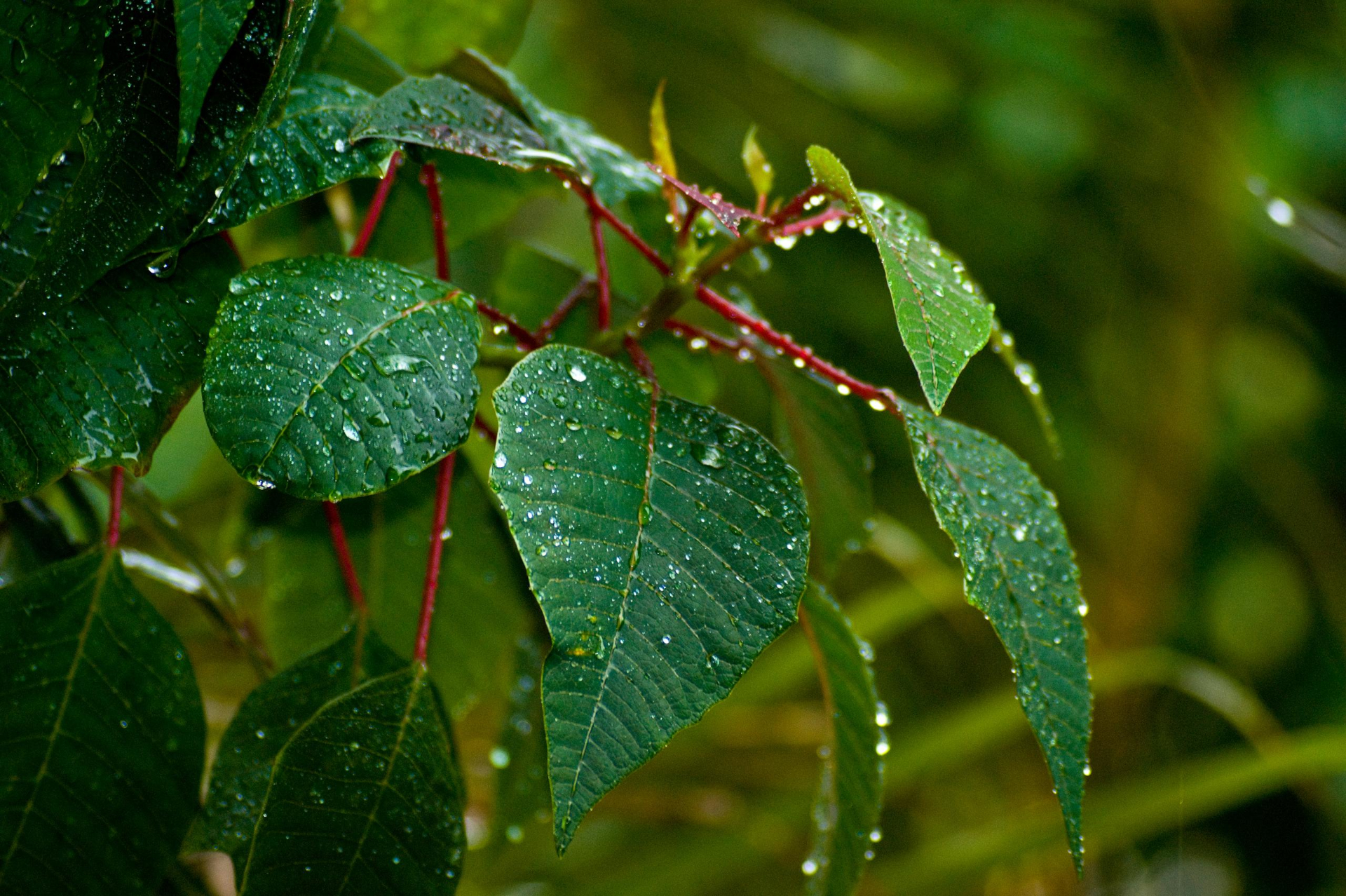 PCデスクトップに自然, 葉, 地球, 雨滴画像を無料でダウンロード