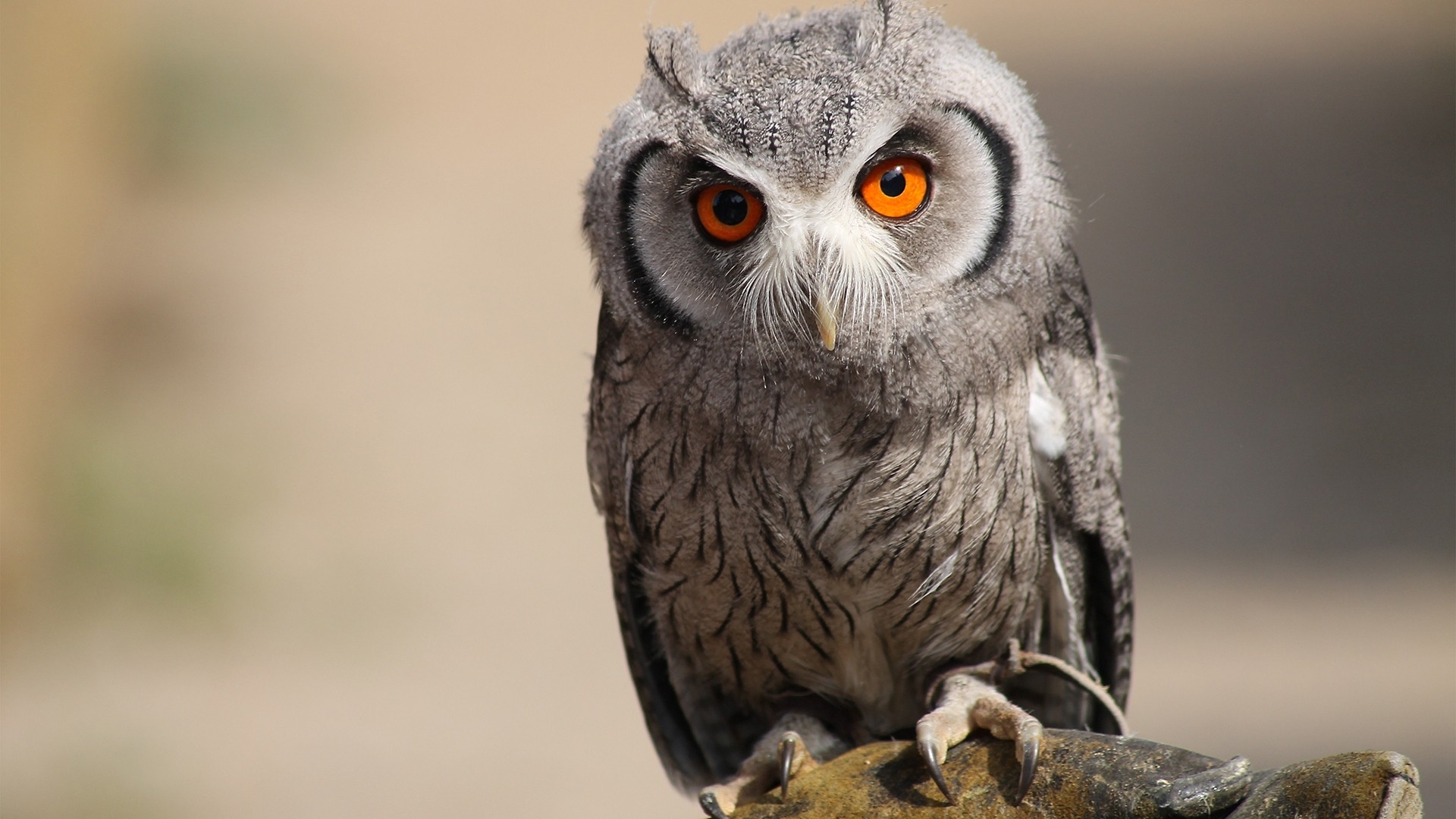 Descarga gratuita de fondo de pantalla para móvil de Búho, Aves, Animales.