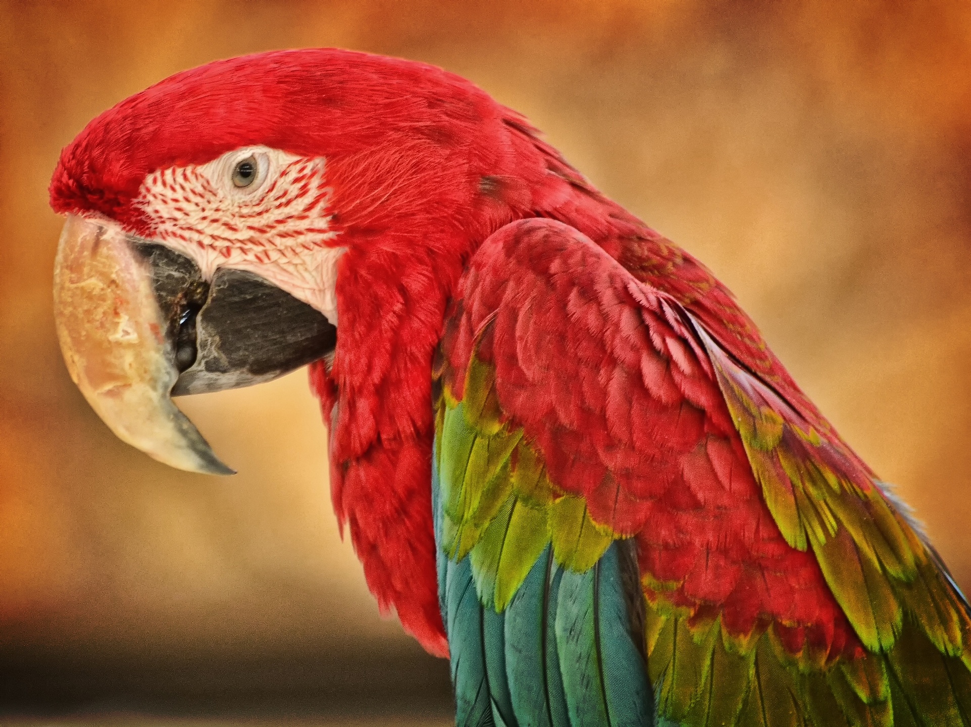 animal, red and green macaw, birds