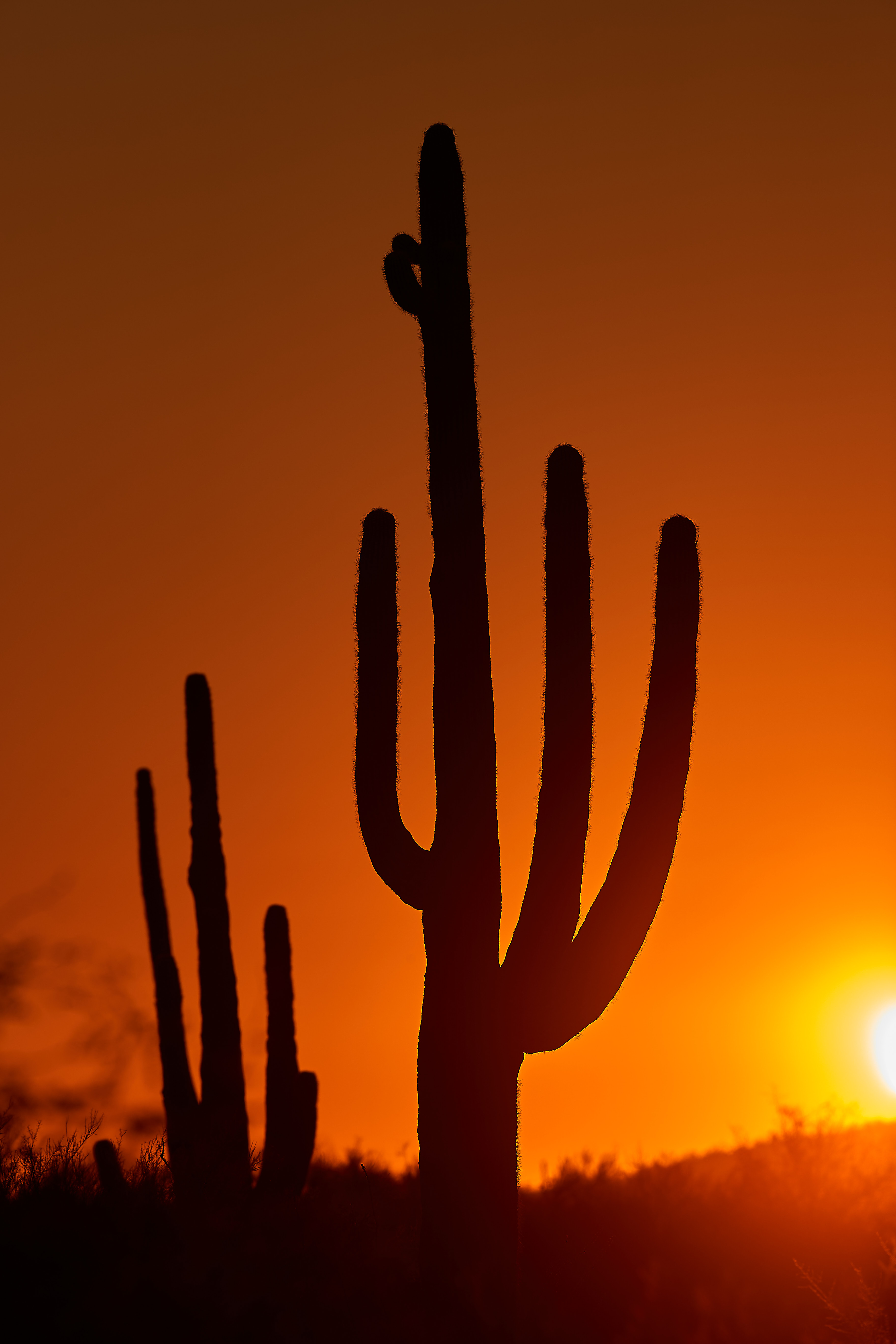 Baixar papel de parede para celular de Cactus, Crepúsculo, Escuro, Pôr Do Sol, Natureza gratuito.