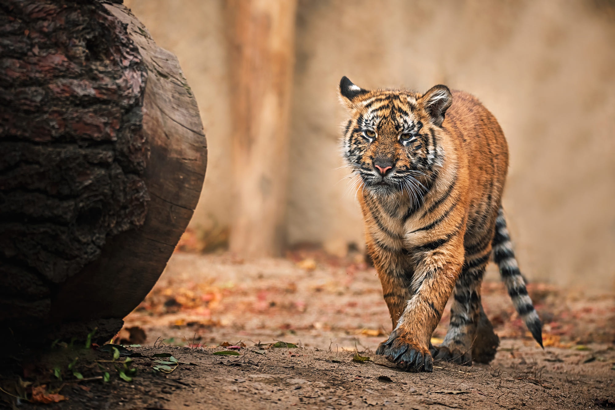 Descarga gratuita de fondo de pantalla para móvil de Animales, Gatos, Tigre.