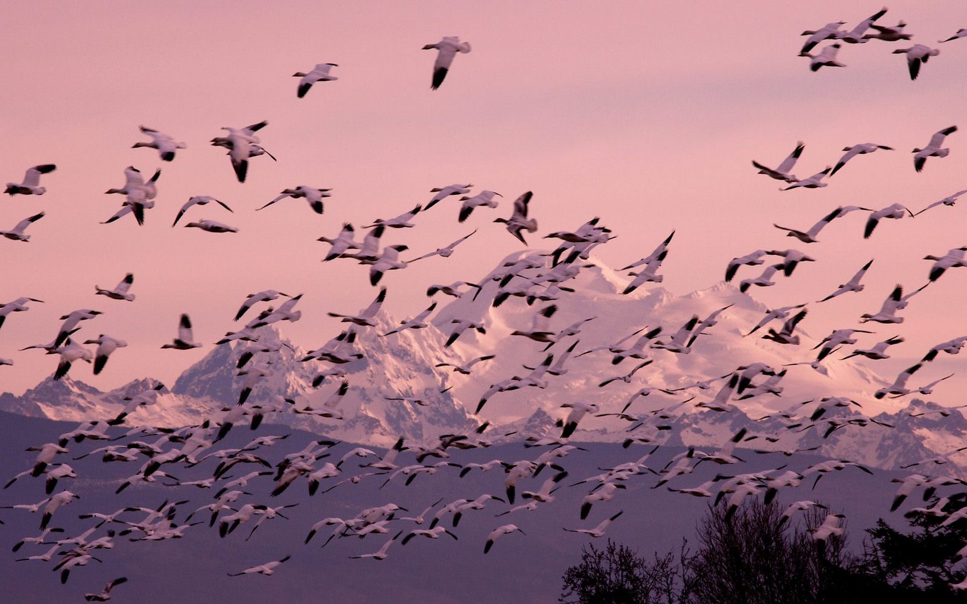 Téléchargez des papiers peints mobile Animaux, Oiseau, Des Oiseaux gratuitement.