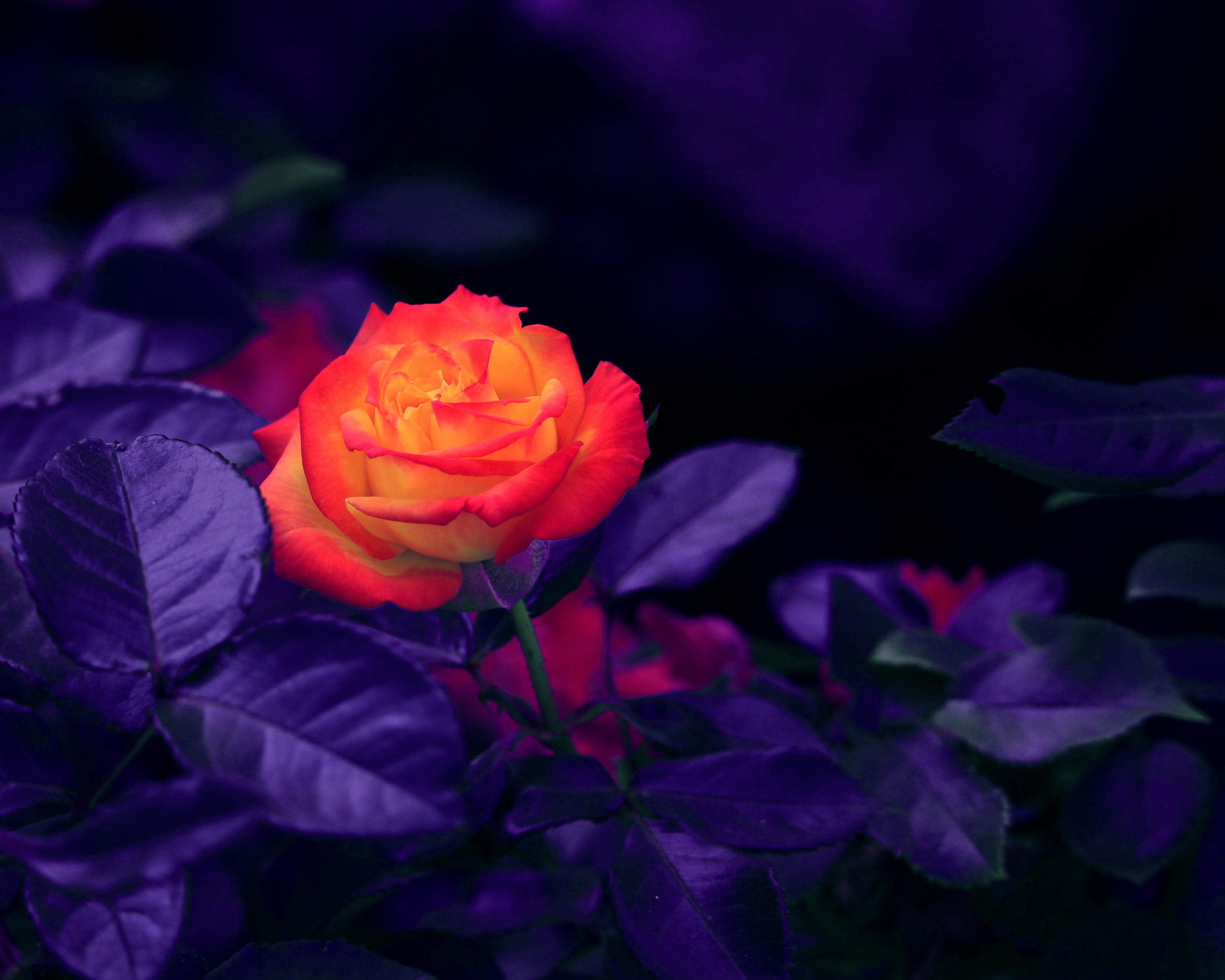 rose flower, violet, bud, purple, flowers, orange, rose