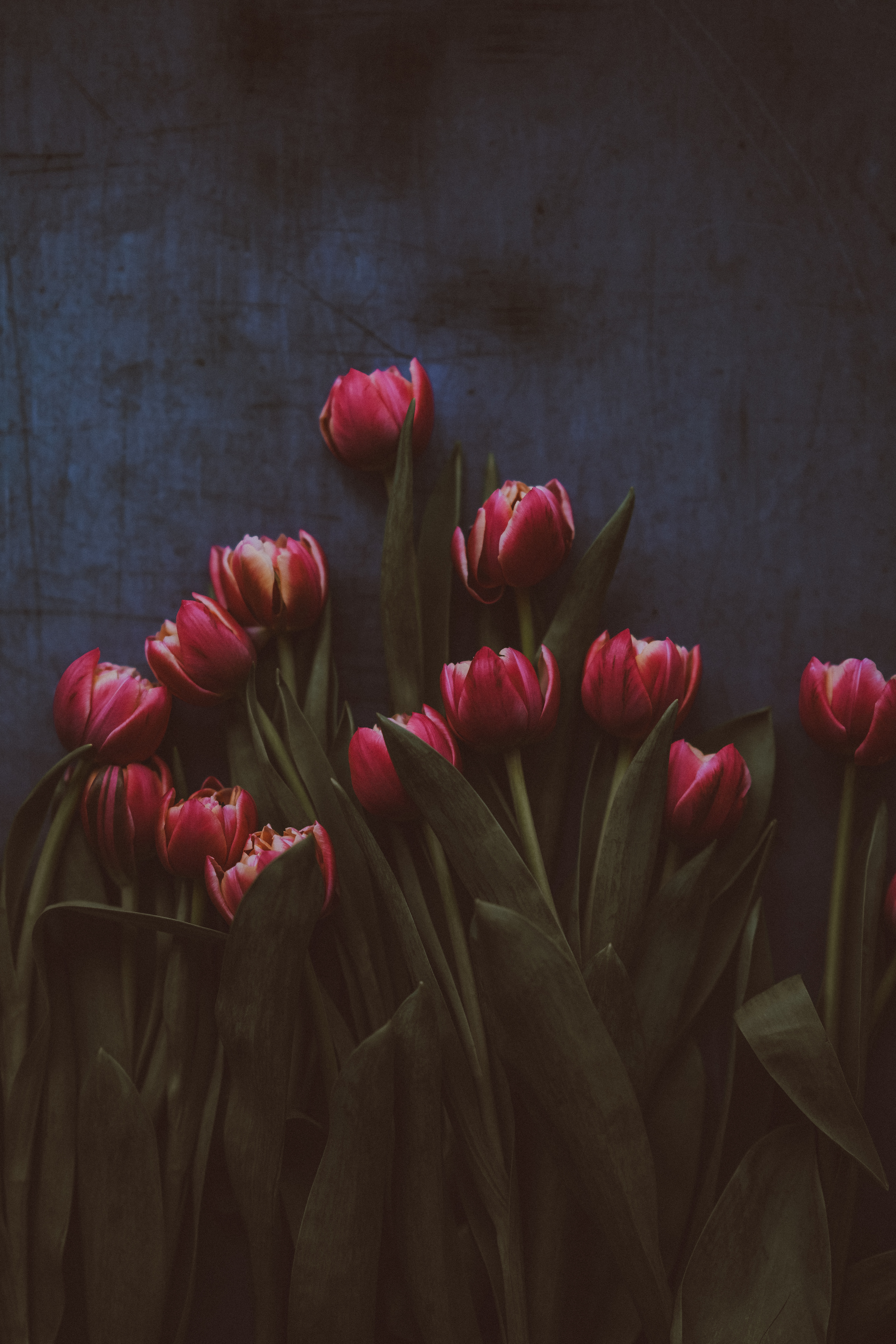 Laden Sie das Strauß, Blumen, Bouquet, Tulpen-Bild kostenlos auf Ihren PC-Desktop herunter