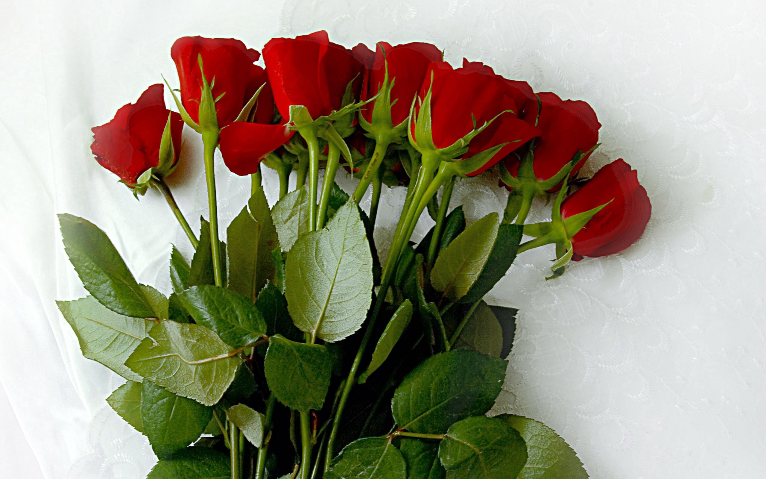97136 скачать обои розы, цветы, букет, лежать, скатерть - заставки и картинки бесплатно