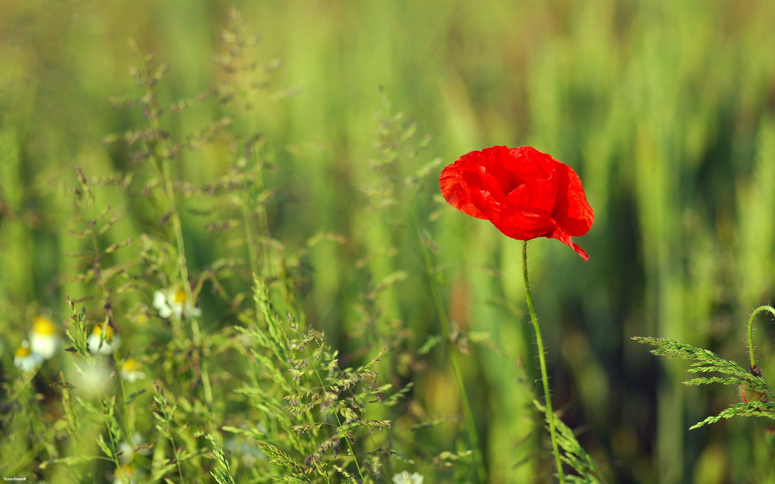 Laden Sie das Grass, Blumen, Mohn, Feld, Sommer-Bild kostenlos auf Ihren PC-Desktop herunter