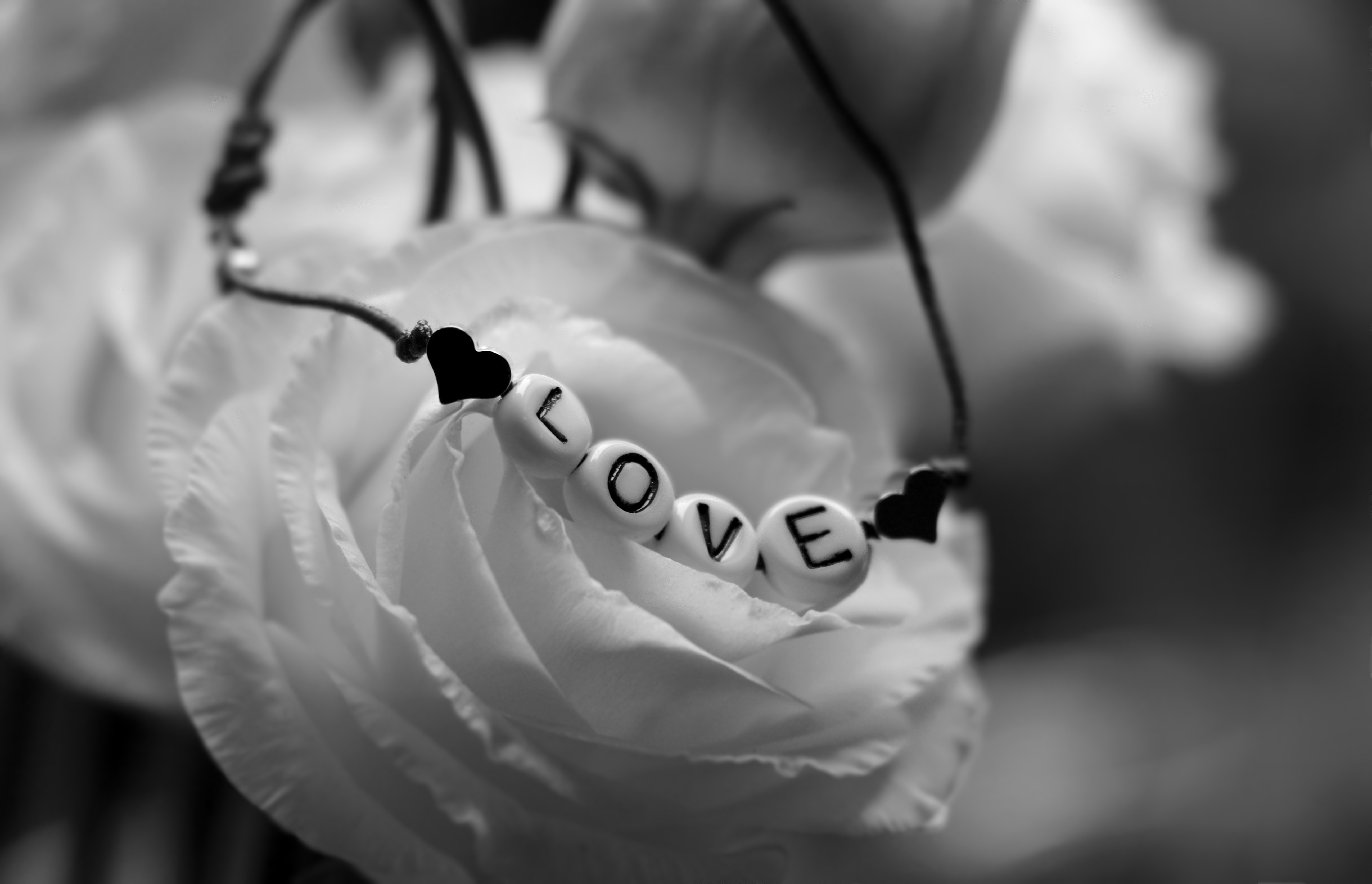 Скачати мобільні шпалери День Святого Валентина, Квітка, Роза, Кохання, Фотографія, Браслет, Чорний Білий безкоштовно.