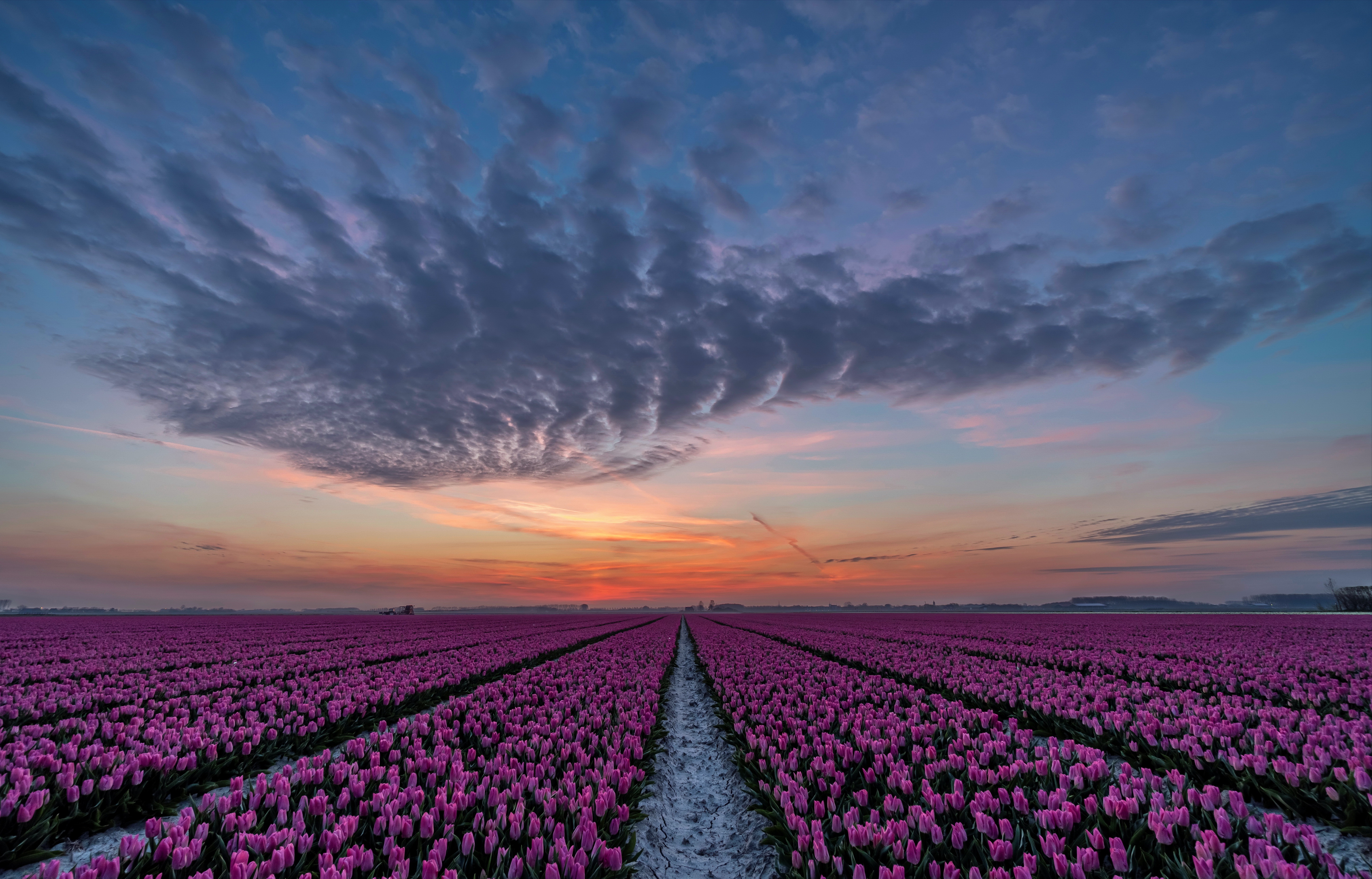 Download mobile wallpaper Nature, Flowers, Sunset, Sky, Flower, Earth, Field, Tulip, Pink Flower for free.