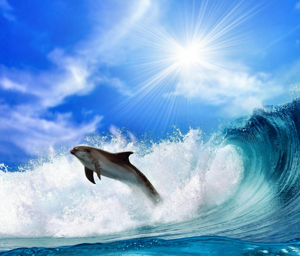 Скачать обои бесплатно Животные, Небо, Дельфин, Волна, Солнечно картинка на рабочий стол ПК