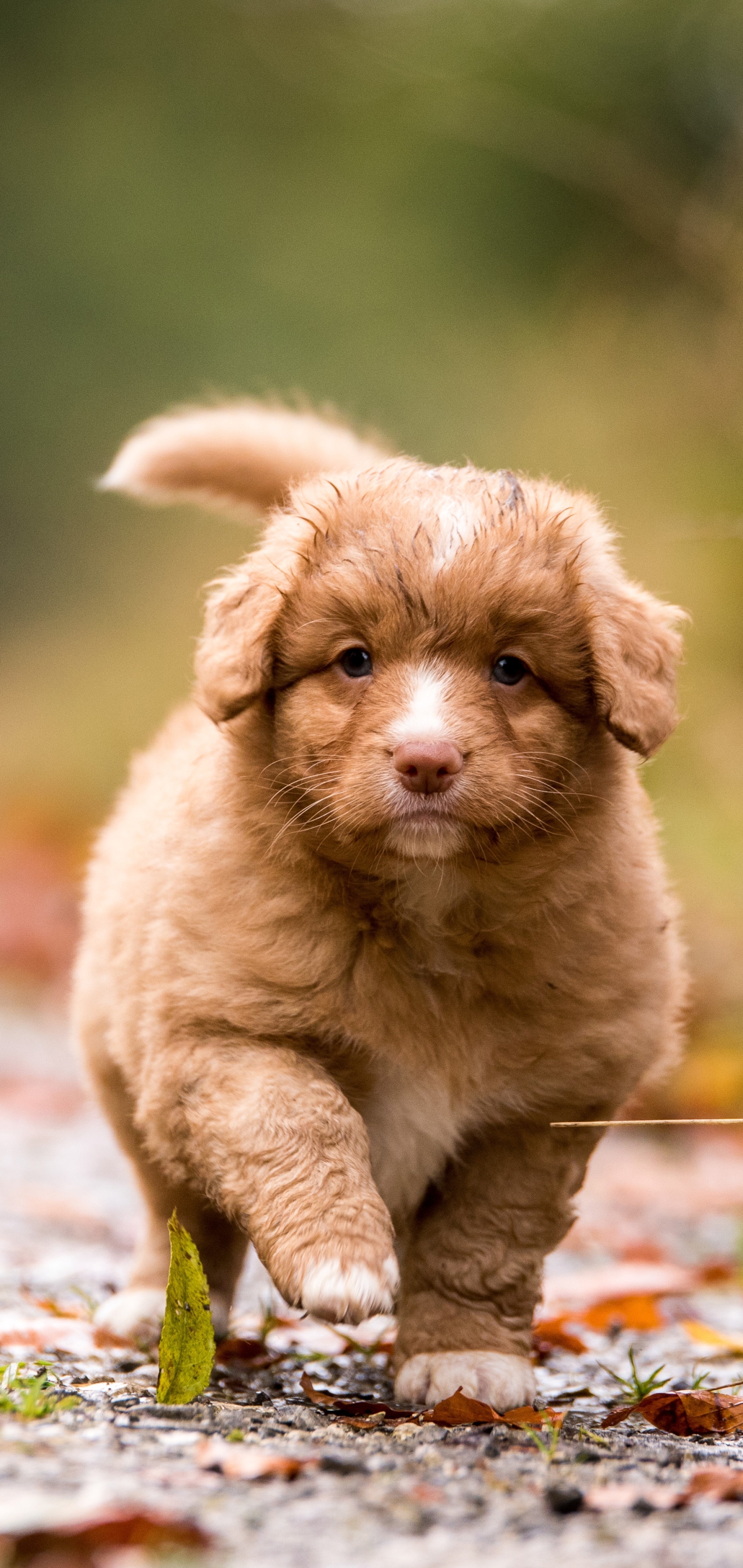 Download mobile wallpaper Dogs, Dog, Animal, Puppy, Baby Animal, Nova Scotia Duck Tolling Retriever for free.