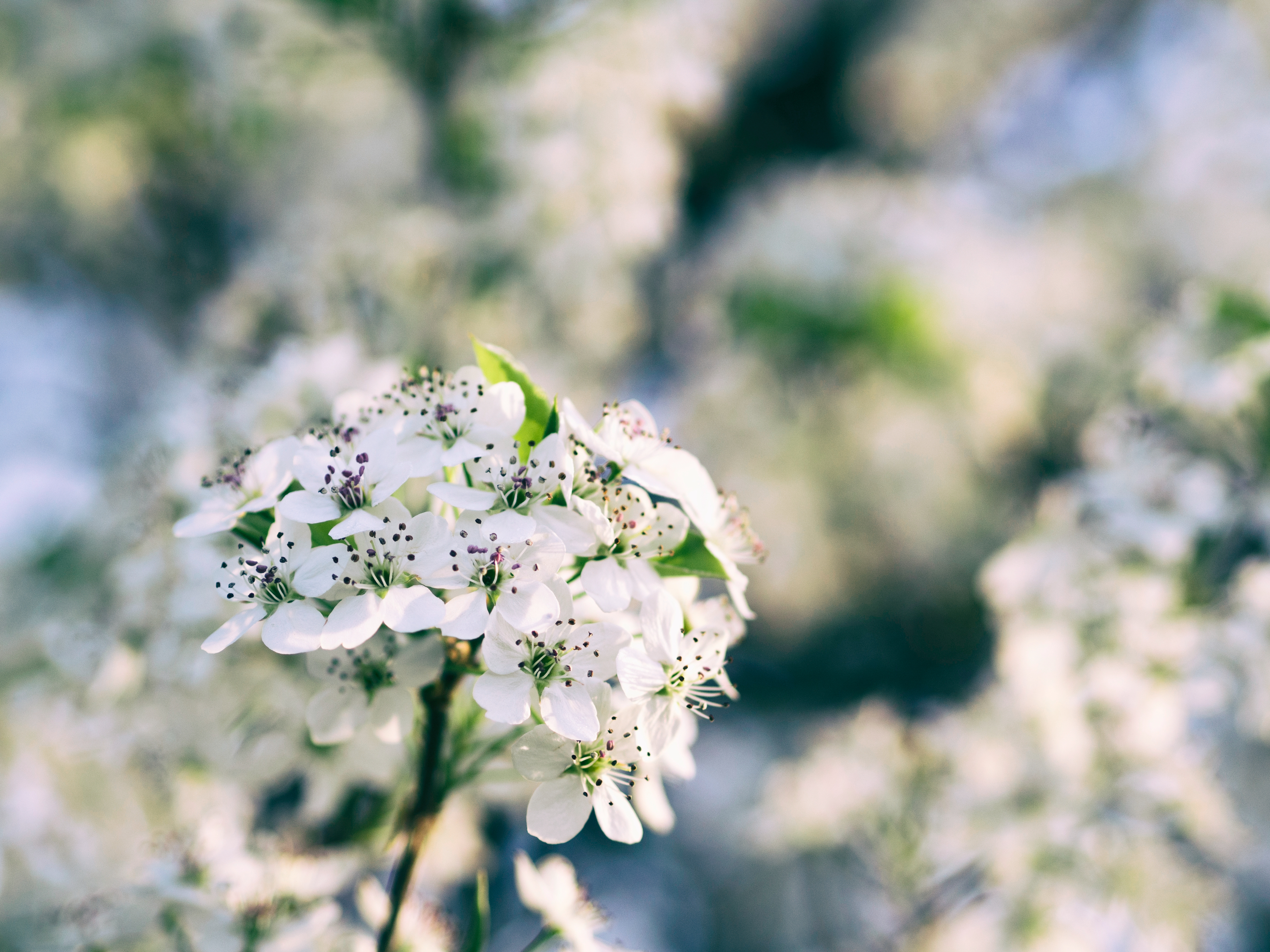 PCデスクトップにフラワーズ, ブランチ, 枝, 咲く, 開花, 春画像を無料でダウンロード
