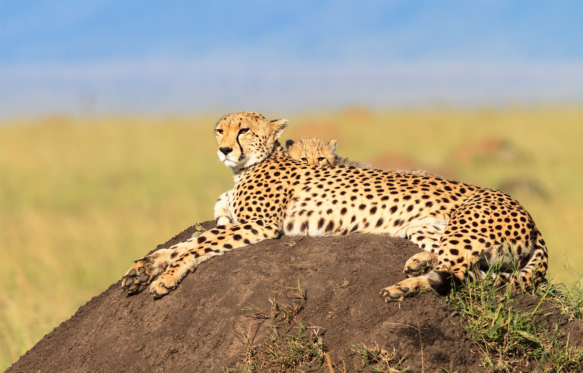 Download mobile wallpaper Cats, Cheetah, Animal, Baby Animal, Cub for free.