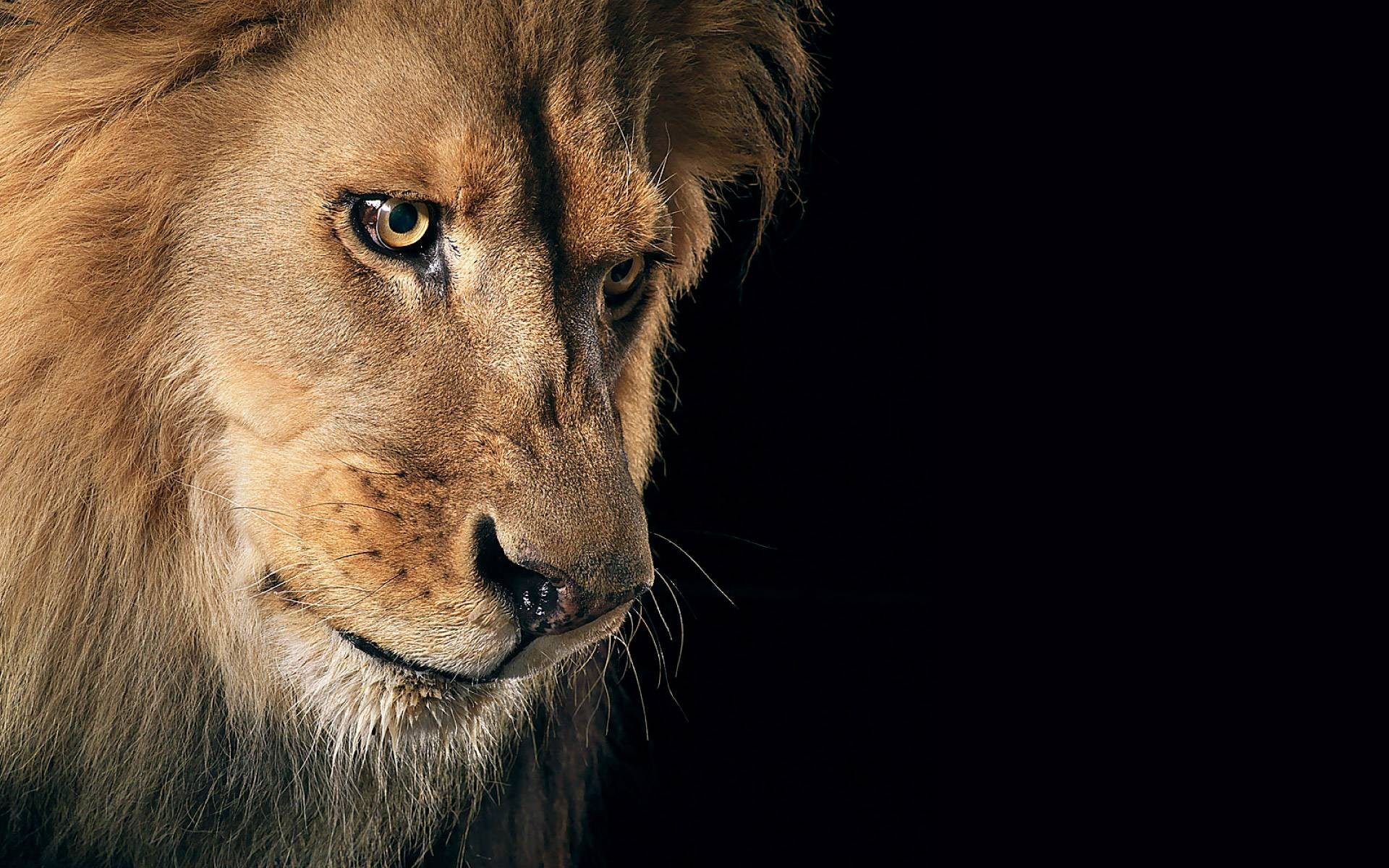 48098 descargar fondo de pantalla leones, animales, naranja: protectores de pantalla e imágenes gratis