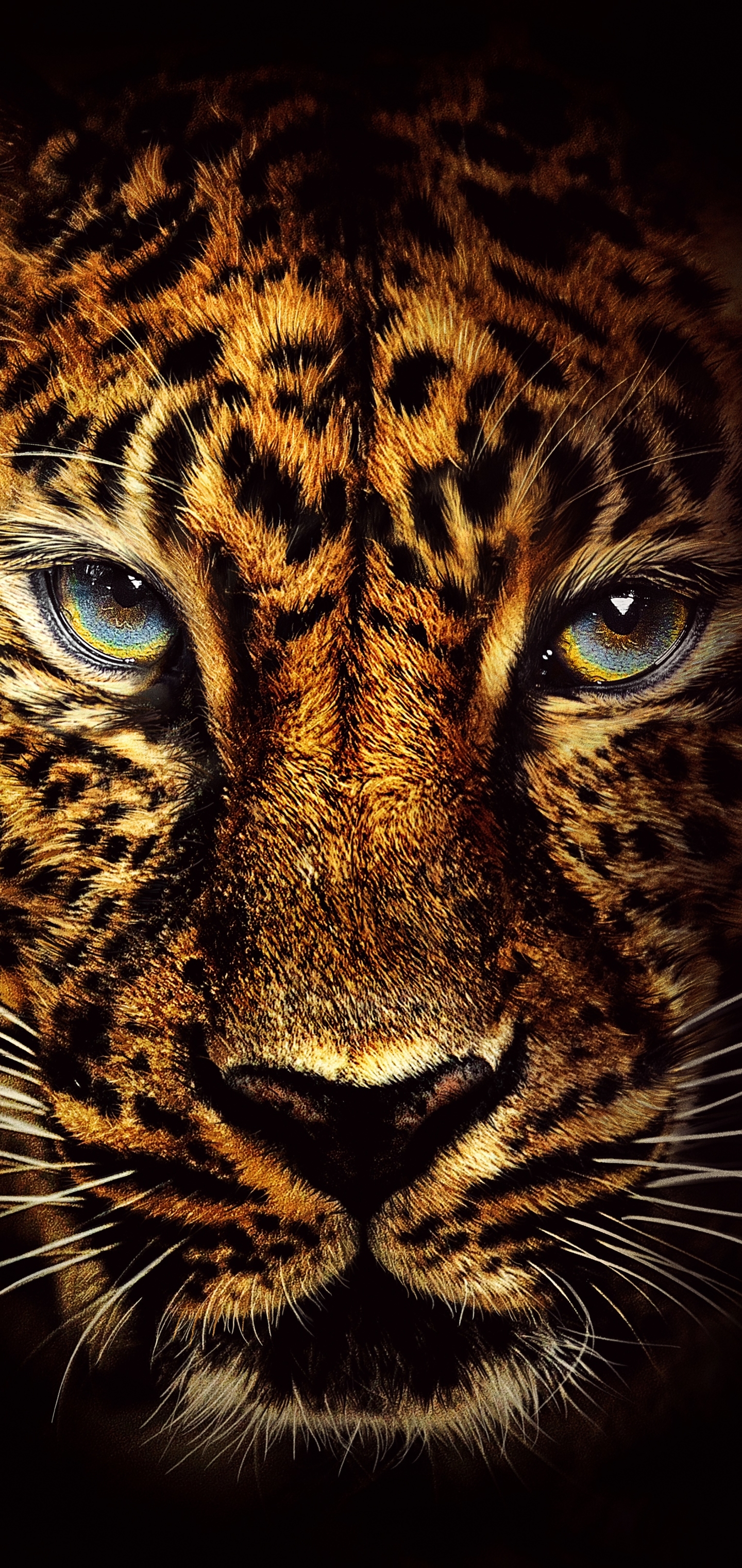 Descarga gratis la imagen Animales, Gatos, Jaguar, Cara en el escritorio de tu PC